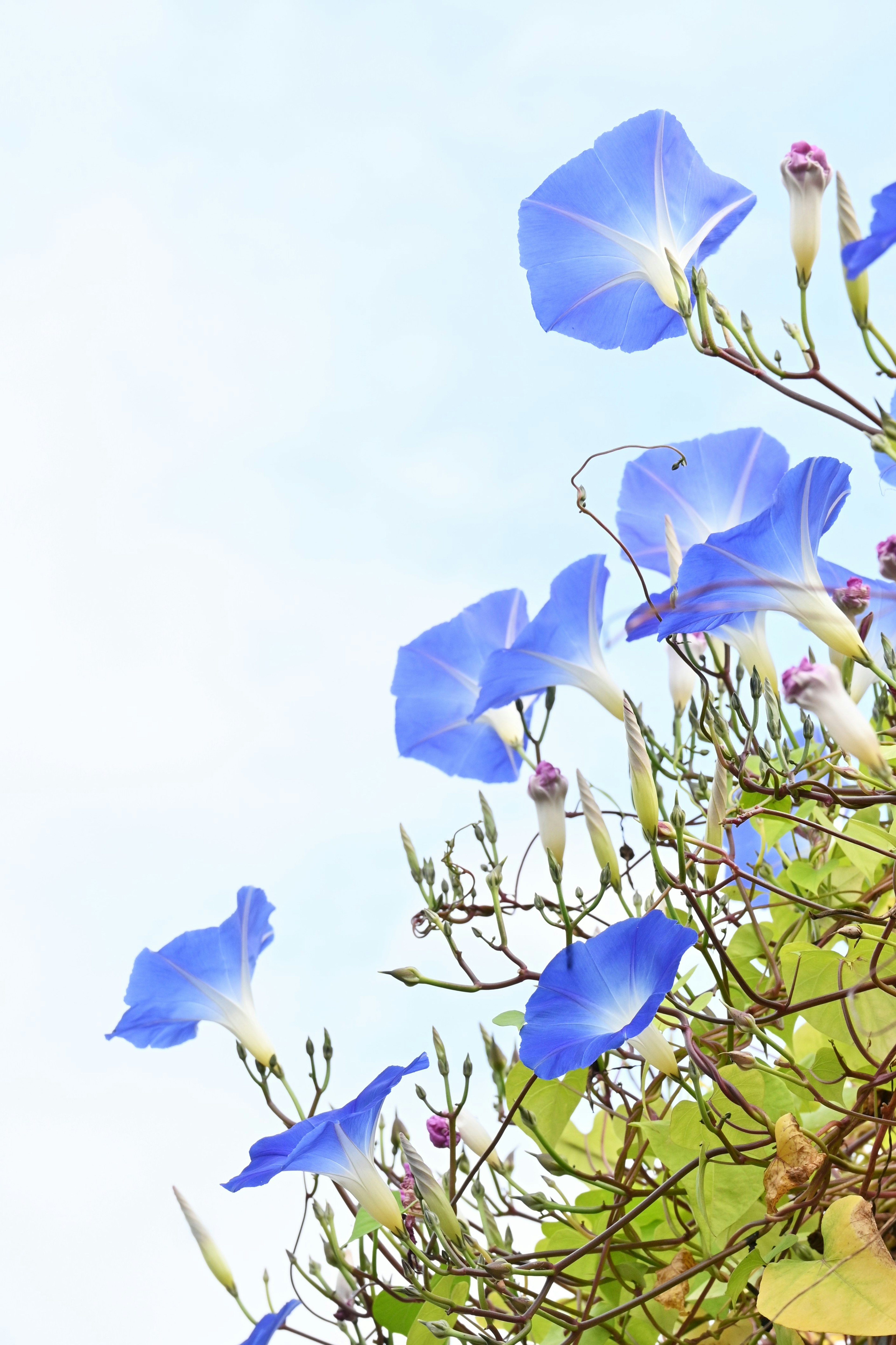 Blue morning glory flowers blooming under a blue sky