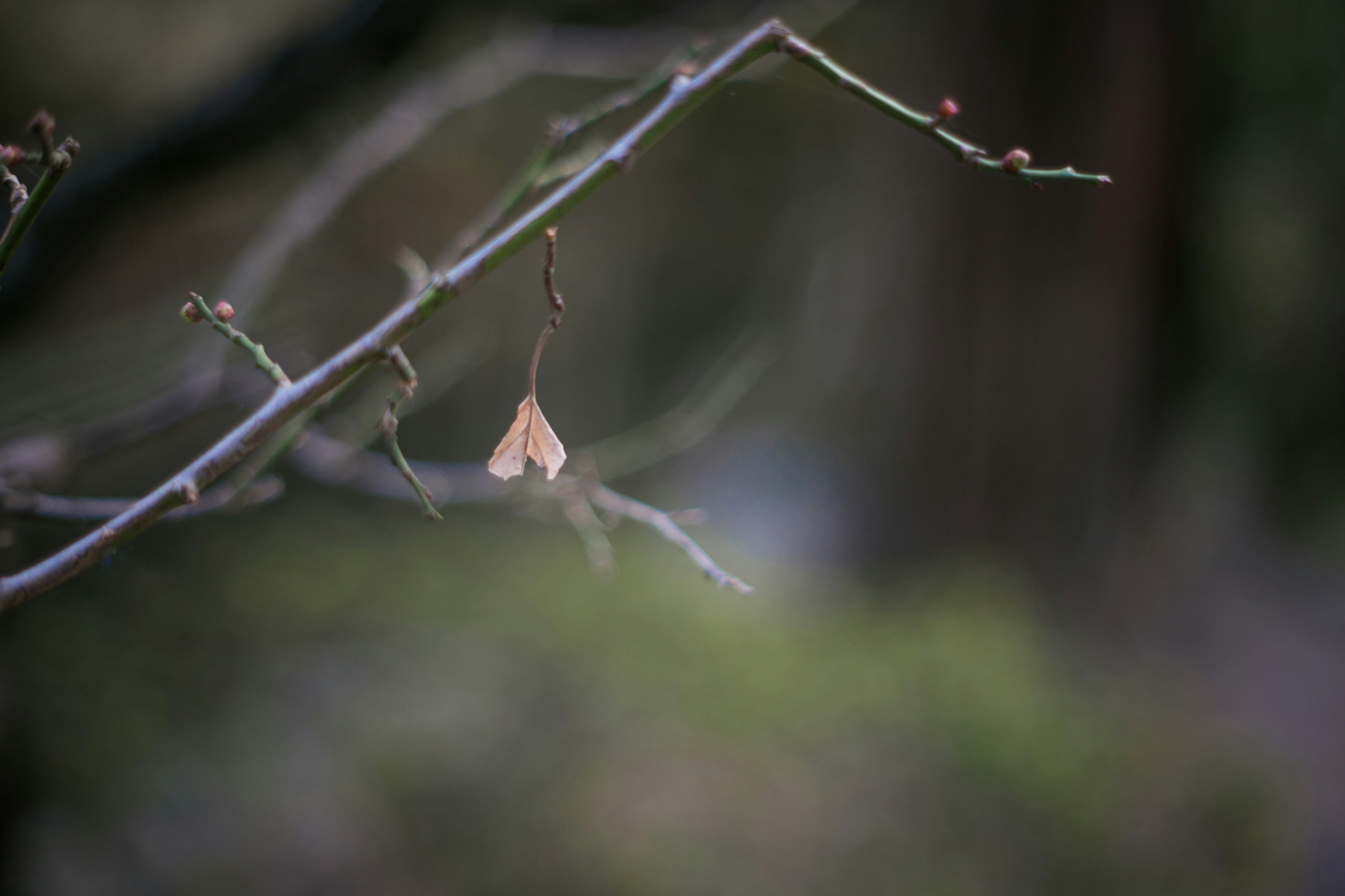 Ein dünner Ast mit einem trockenen Blatt und lebhaften grünen Knospen, die die natürliche Schönheit zeigen