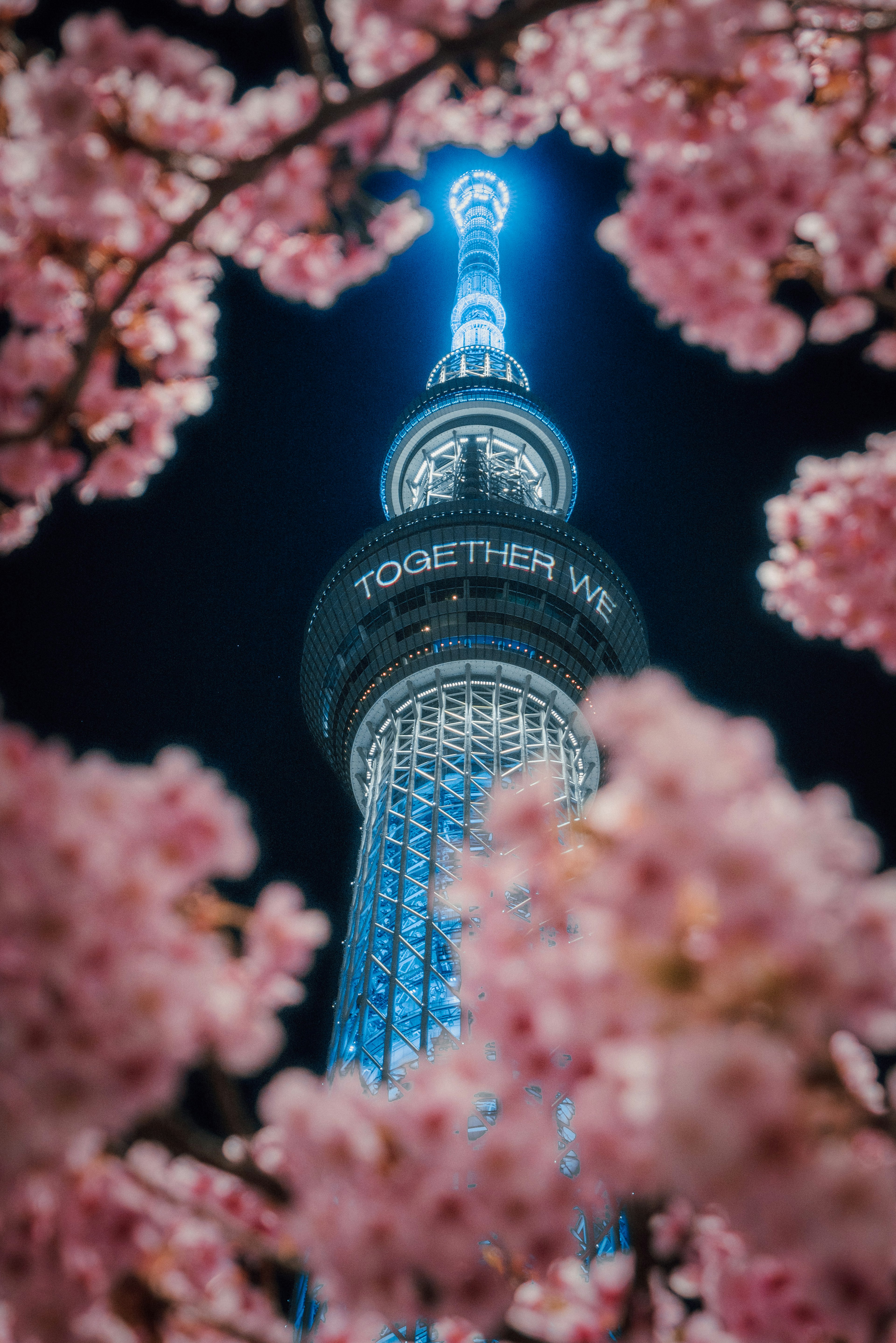 夜桜に囲まれた東京スカイツリーの美しい光景