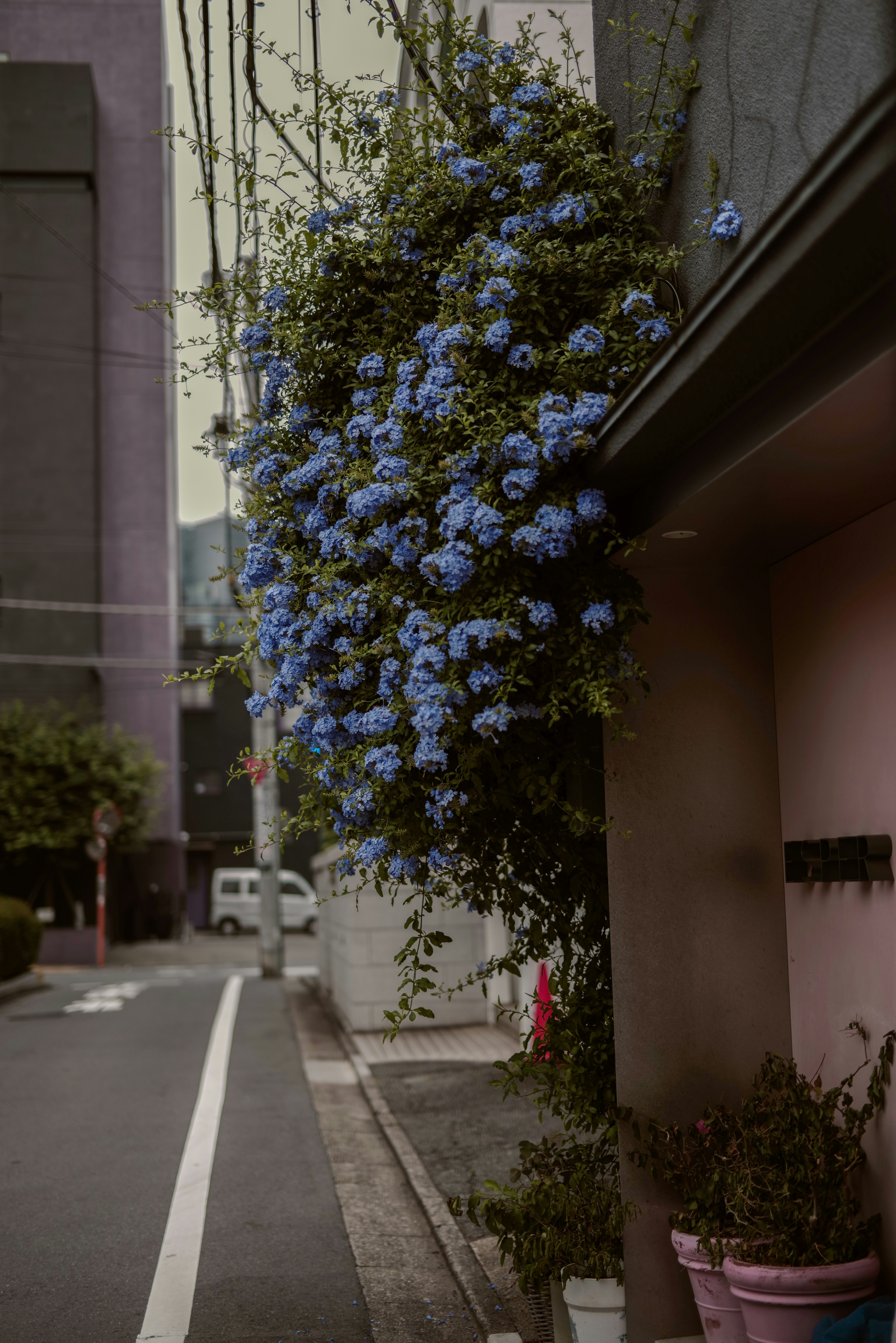 Street view with blue flowers cascading from a wall