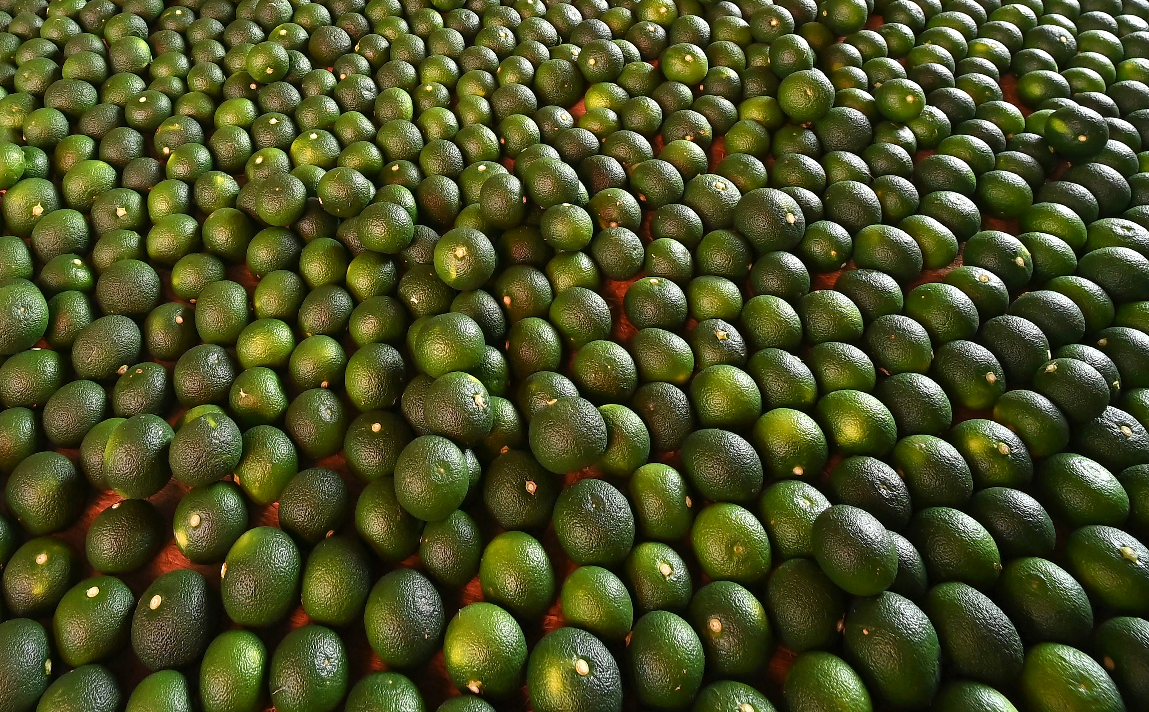 A multitude of green avocados arranged in a pattern