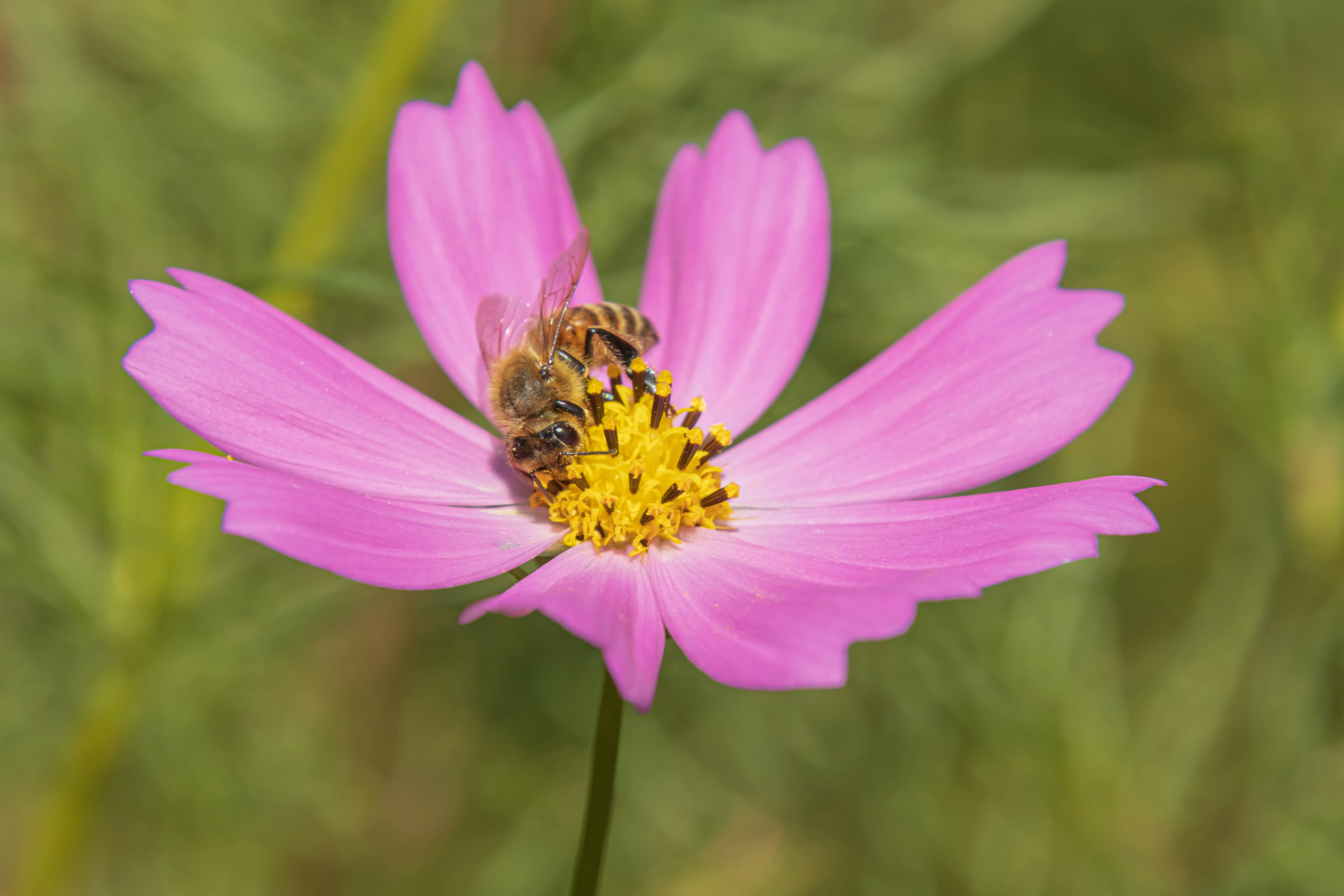 Acercamiento de una abeja en una flor rosa con centro amarillo