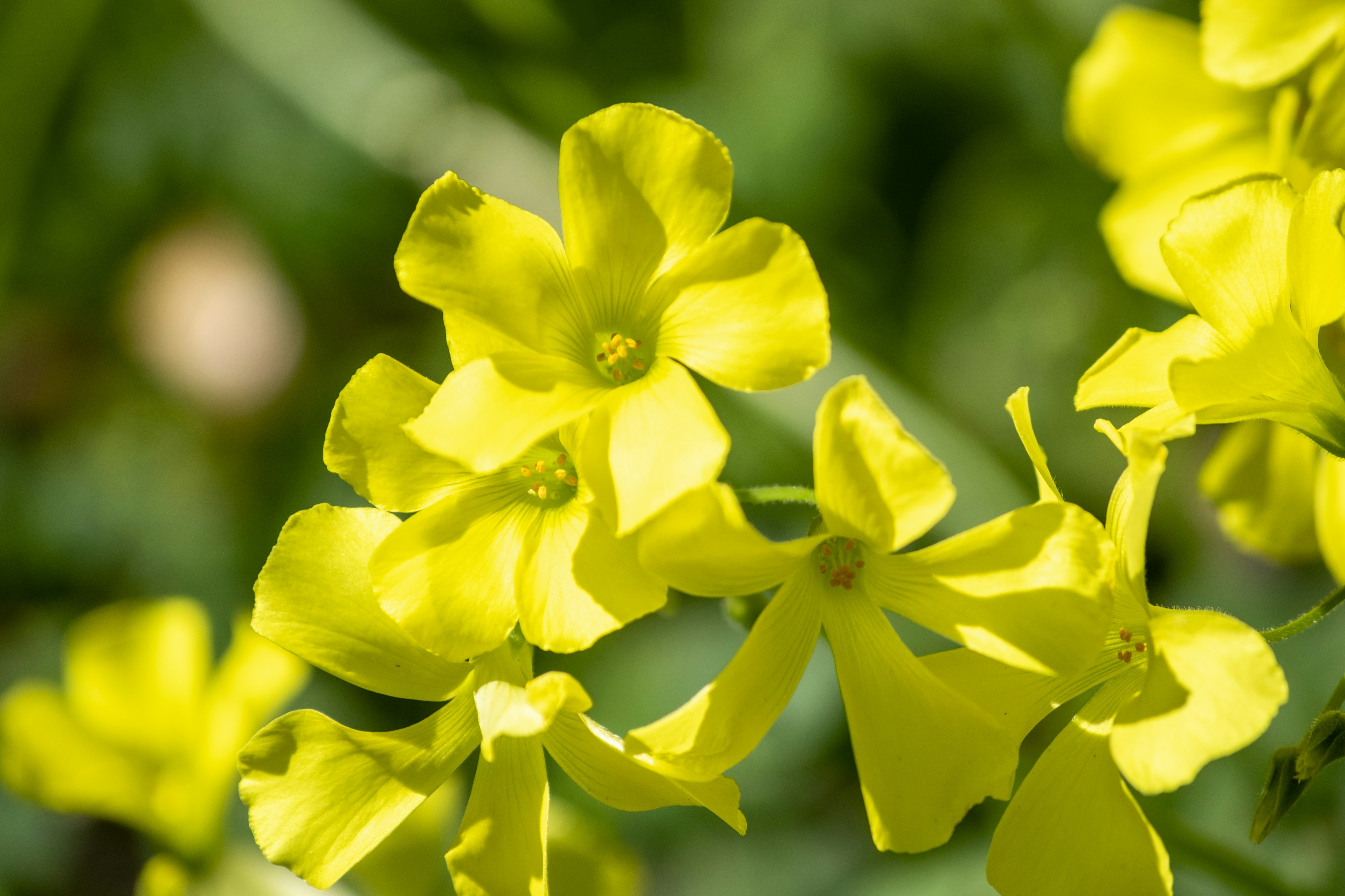 Gros plan de fleurs jaunes vives en fleurs sur une plante