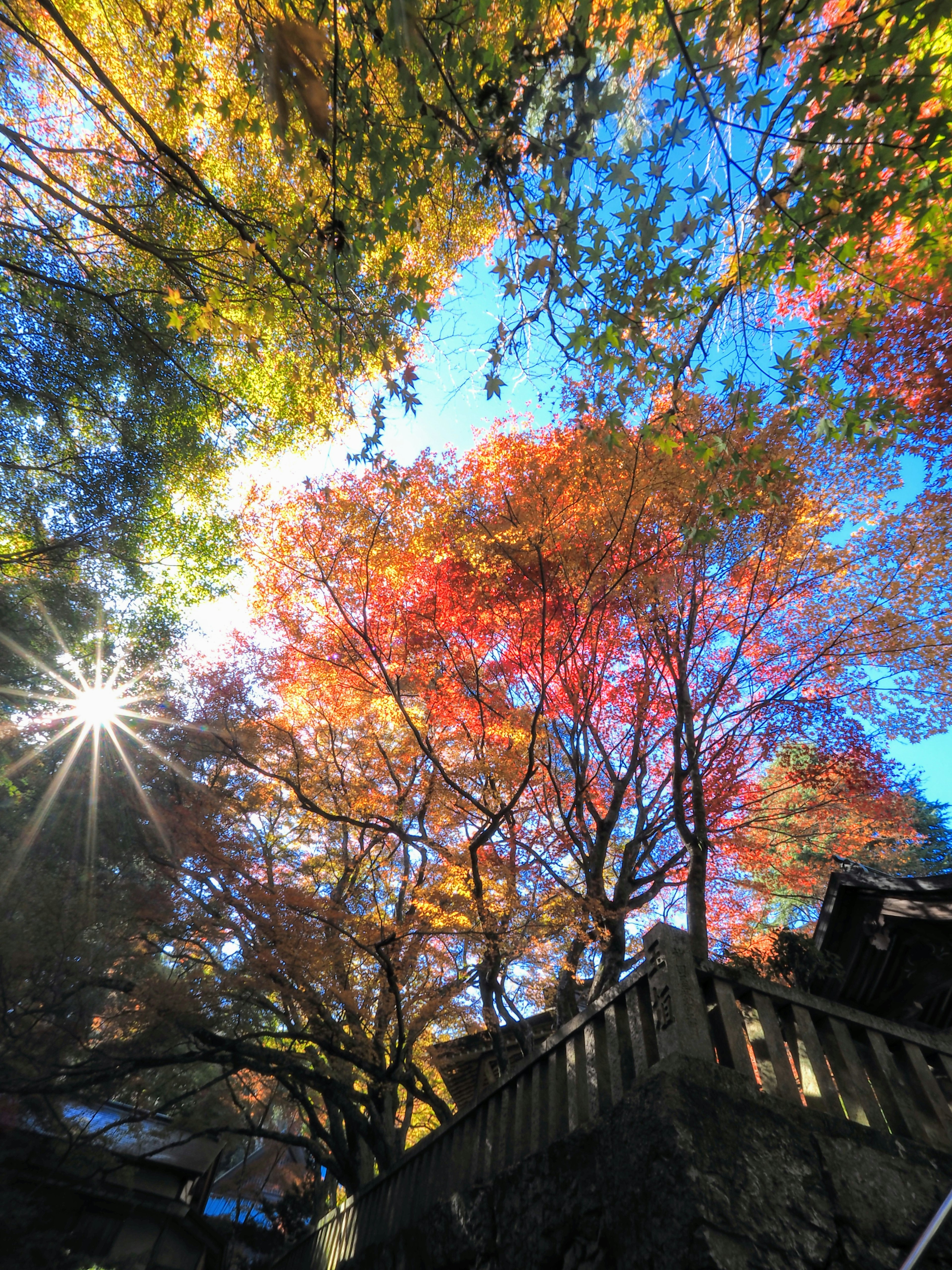 Blick von unten auf bunte Herbstblätter vor blauem Himmel