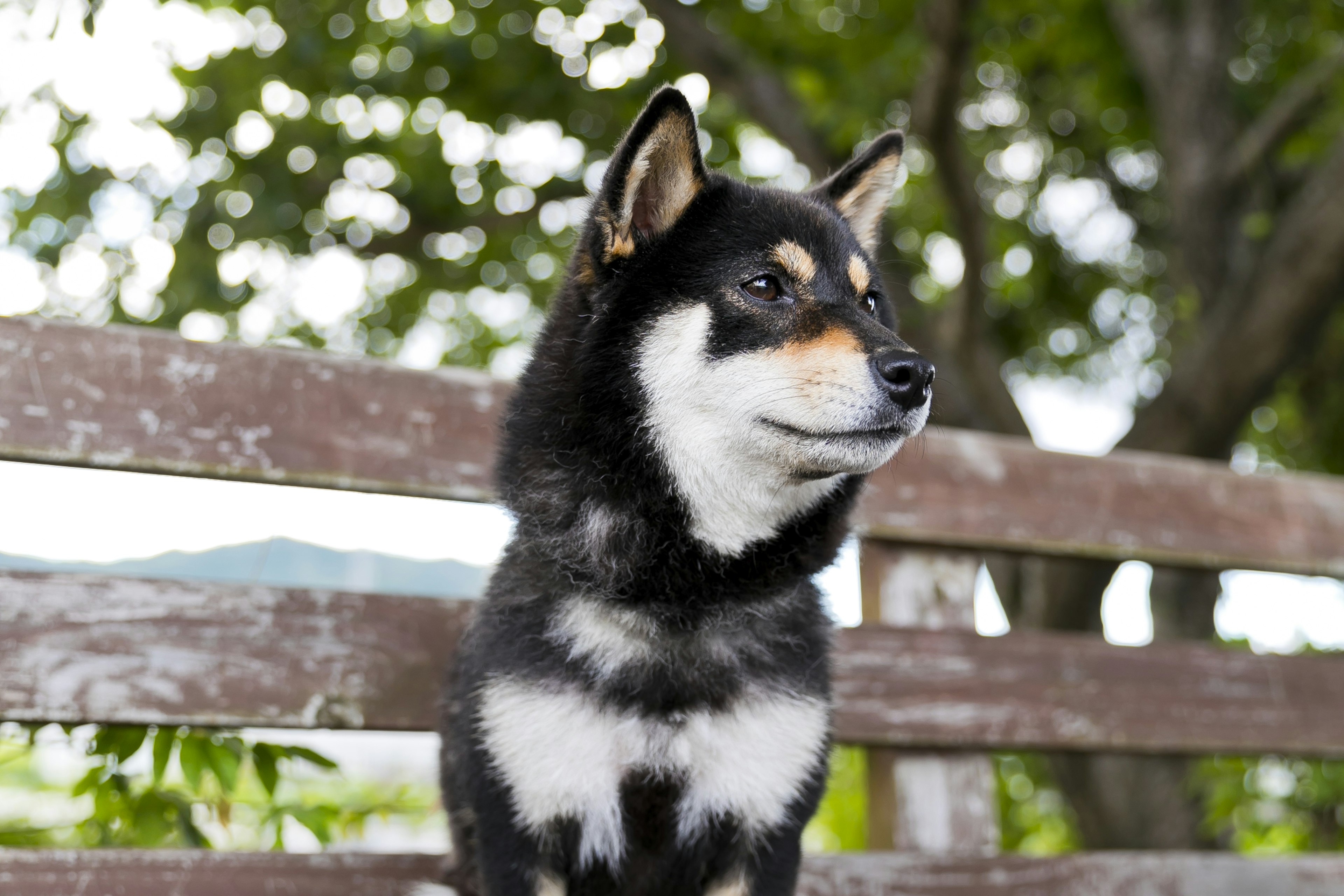 Shiba Inu hitam duduk di bangku