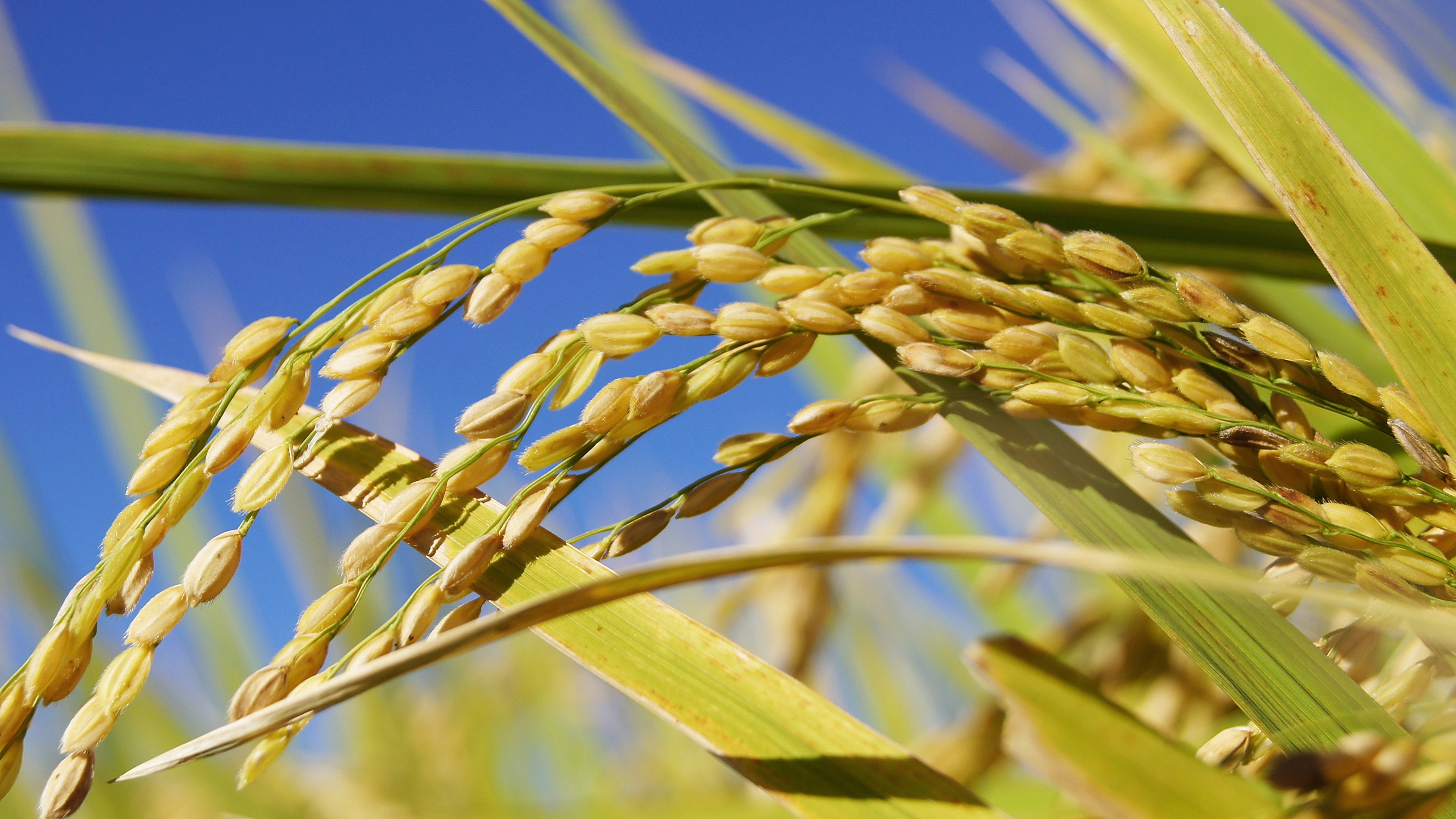 Close-up of rice grains growing under a blue sky