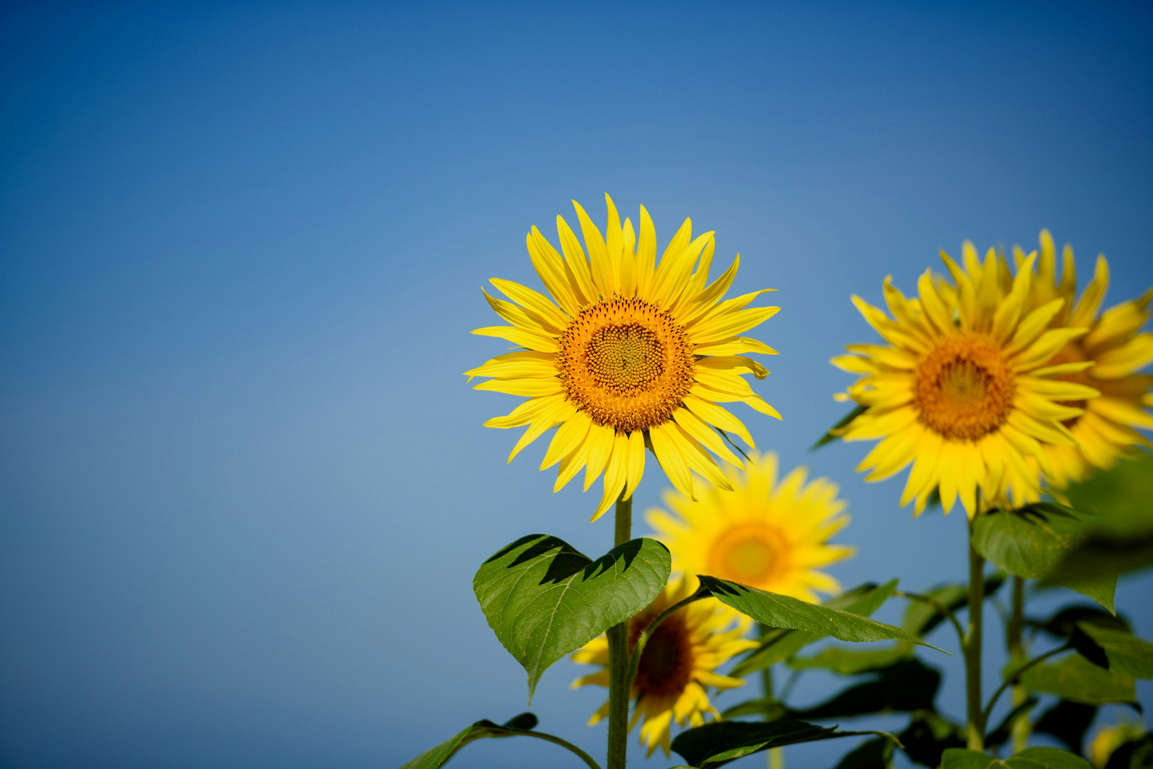 Girasoli che fioriscono sotto un cielo blu chiaro