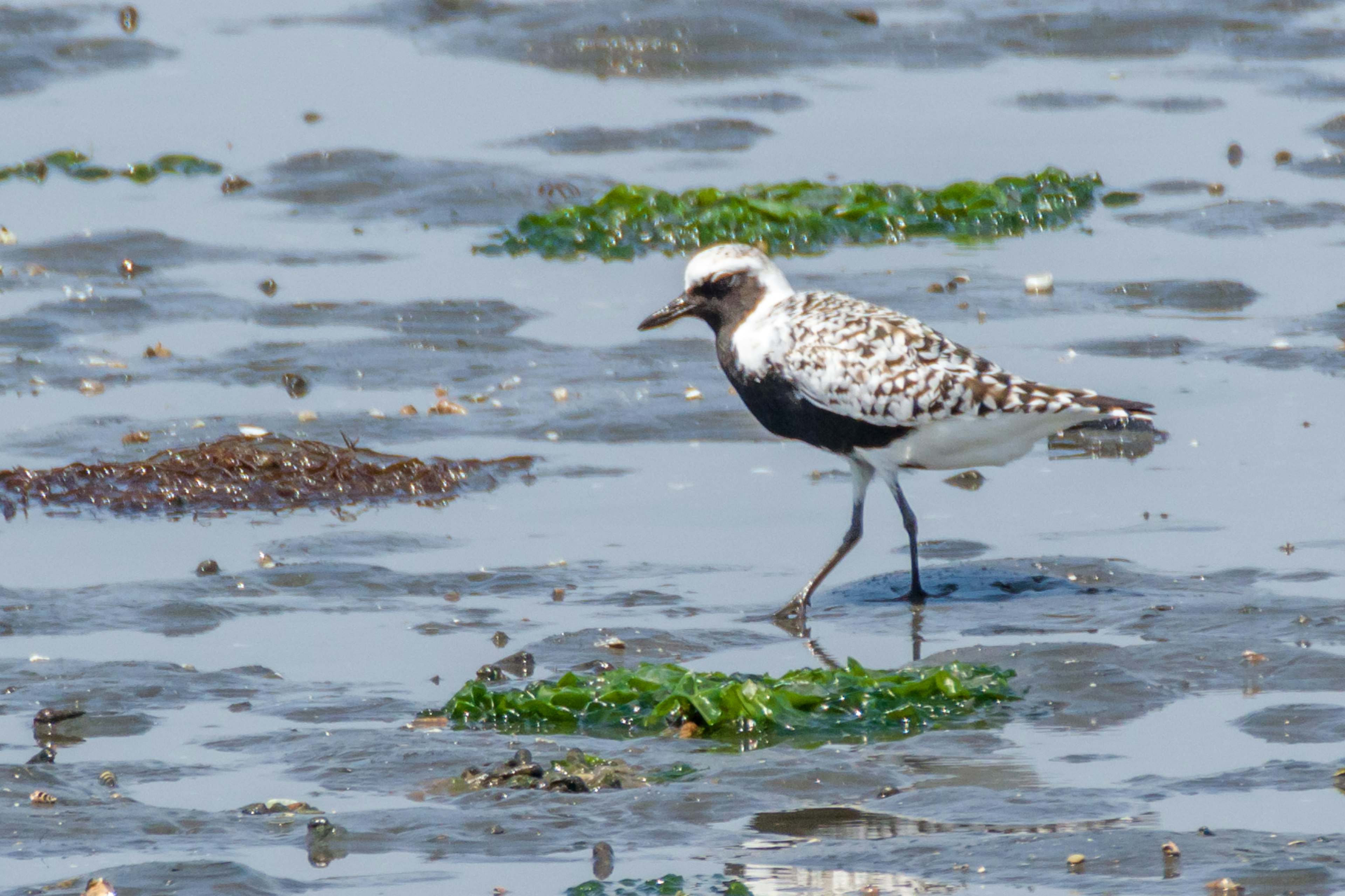 Un pájaro caminando sobre algas en un estuario