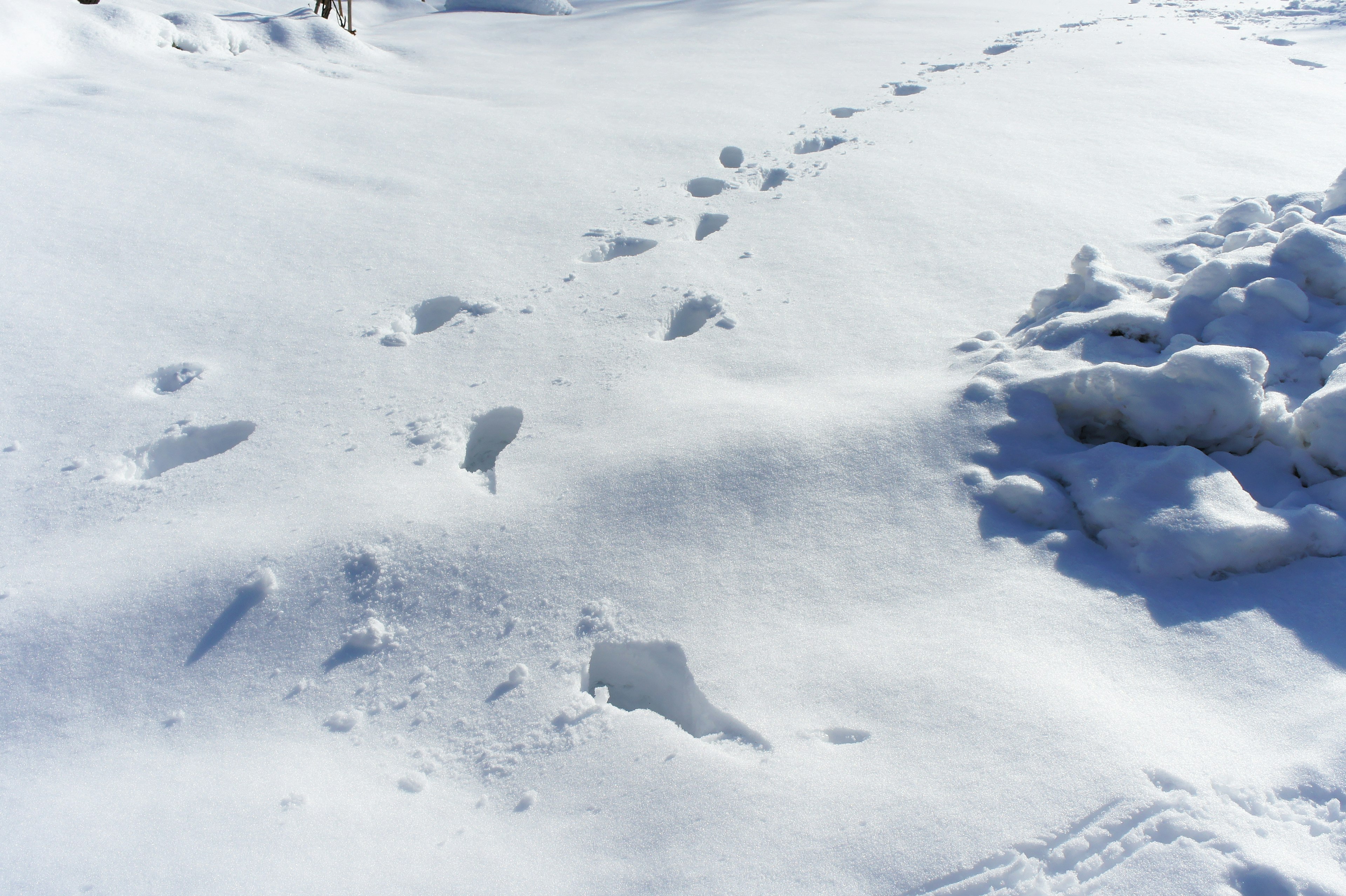 Paysage avec des empreintes dans la neige fraîche