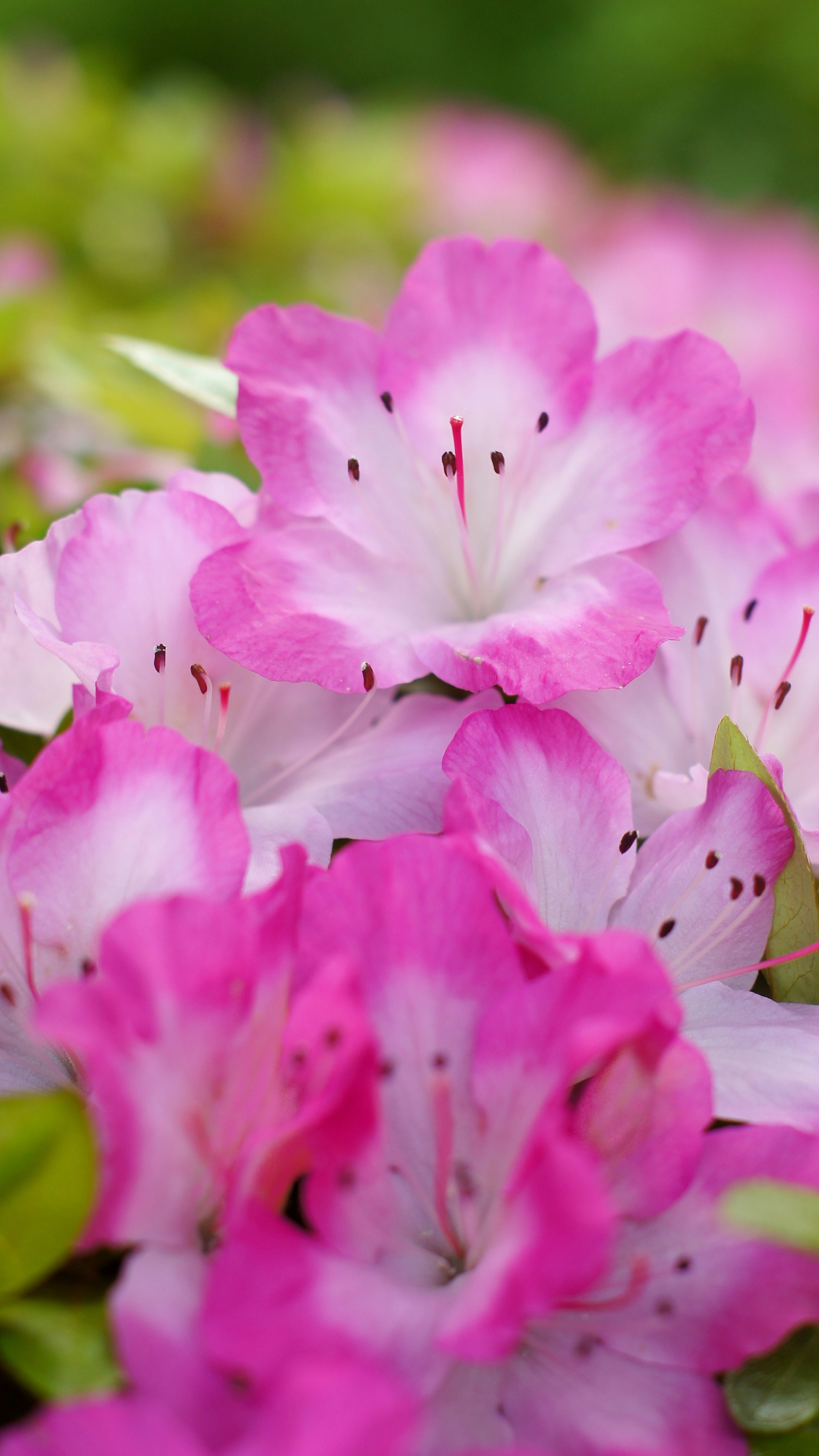 Close-up bunga azalea merah muda dan putih yang indah