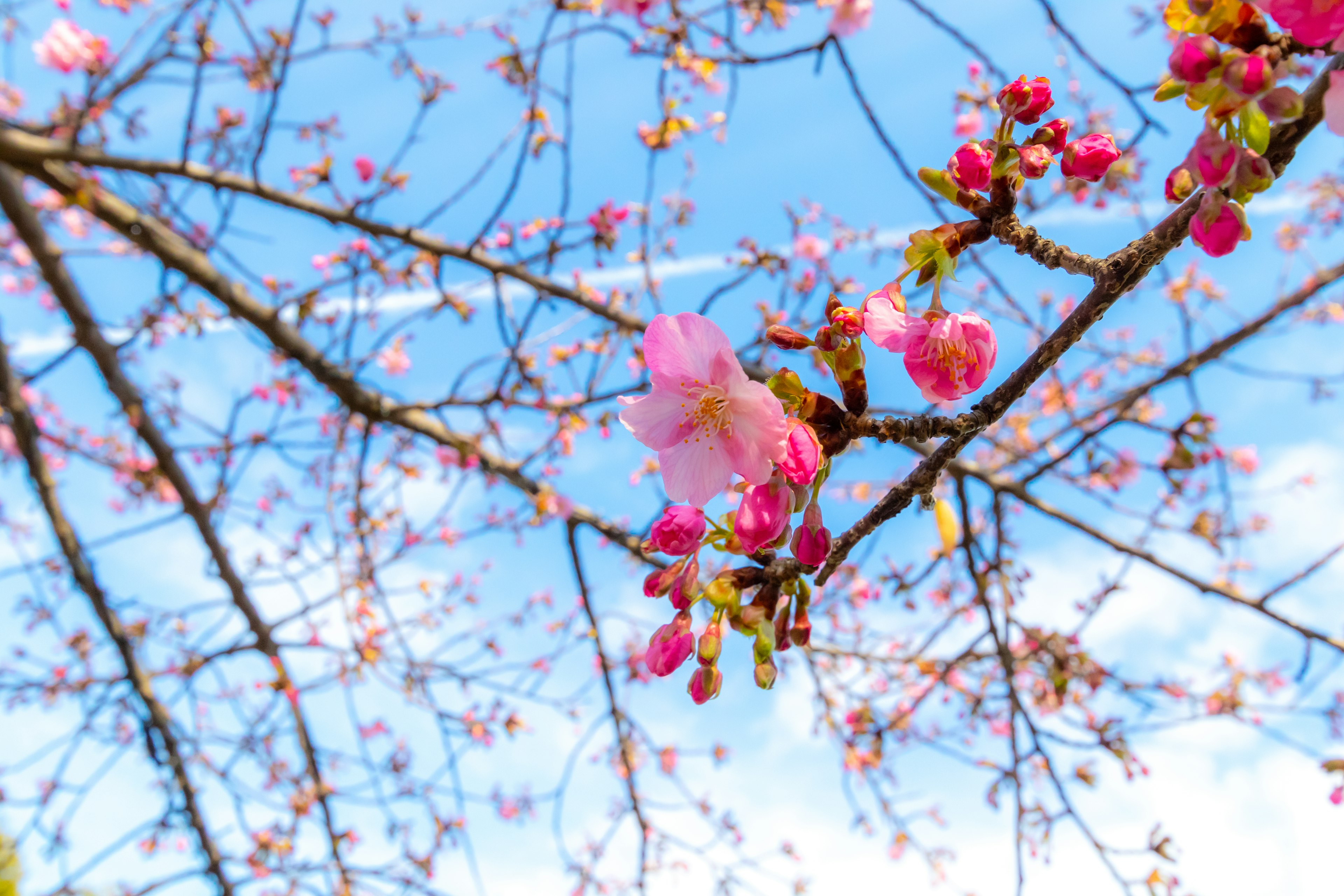 Nahaufnahme von Kirschblüten und Ästen unter einem blauen Himmel