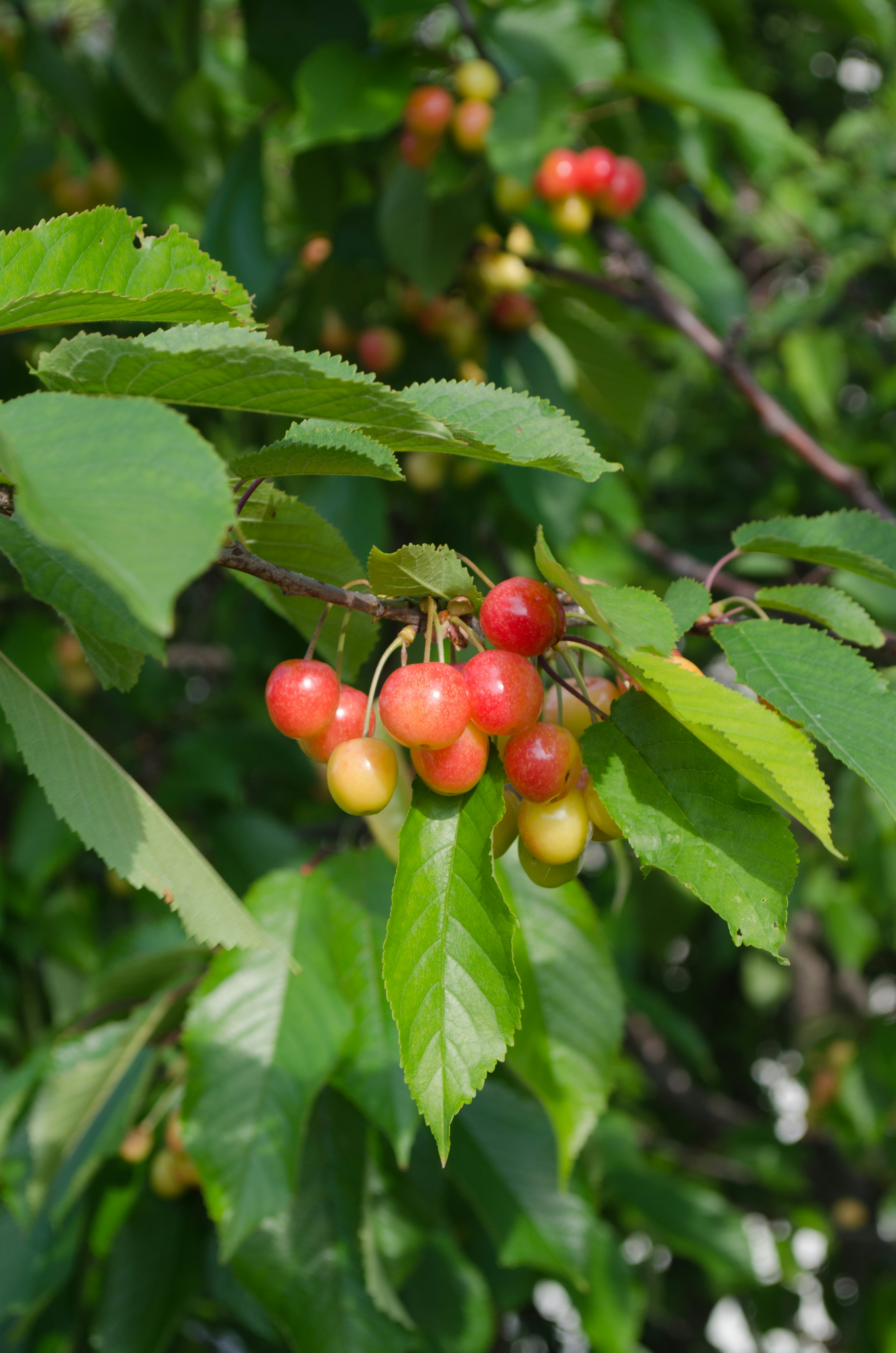 A tree branch with red and yellow fruits among green leaves