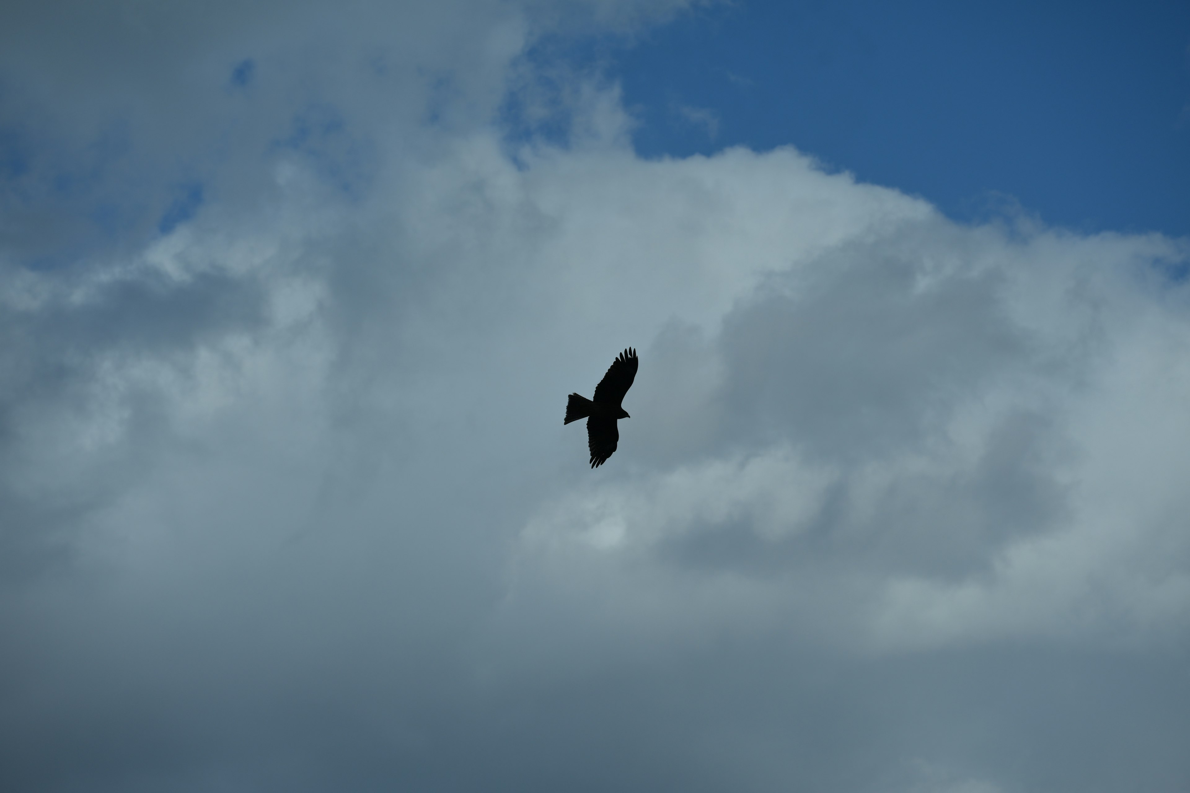 Silueta de un pájaro volando contra un cielo azul con nubes