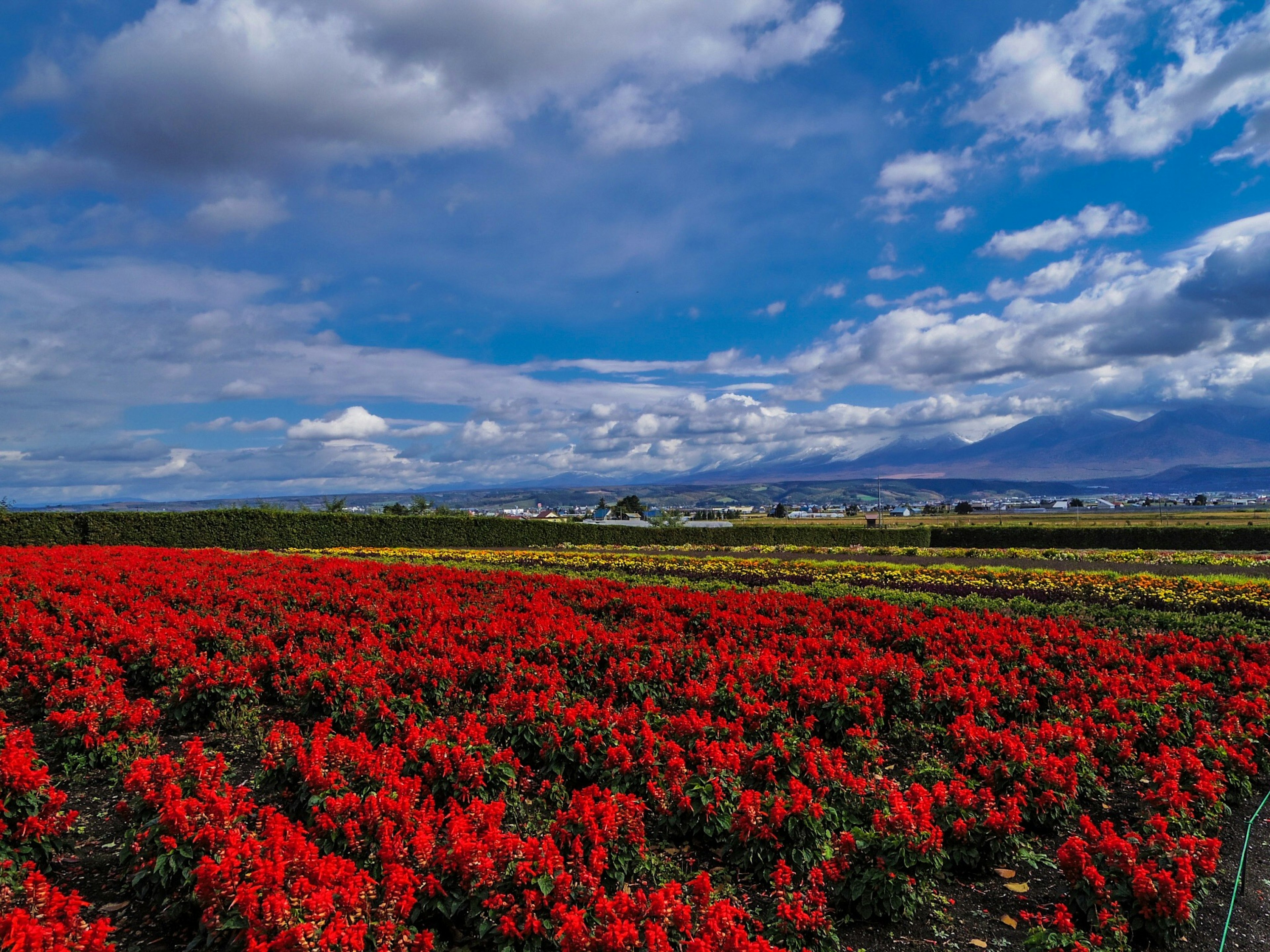 Weites Feld mit lebhaften roten Blumen unter einem blauen Himmel