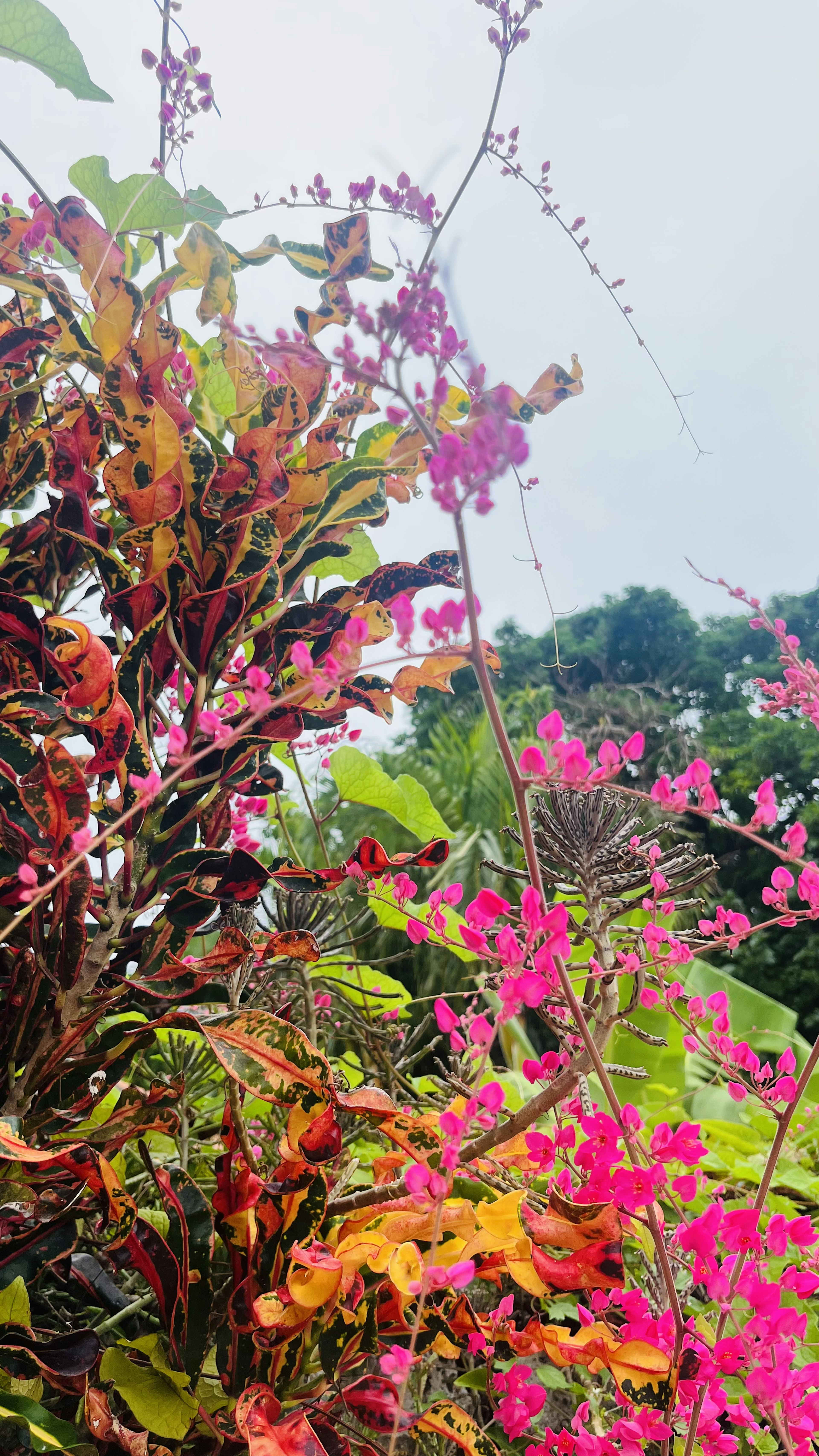 Nahaufnahme einer Pflanze mit bunten Blättern und rosa Blumen