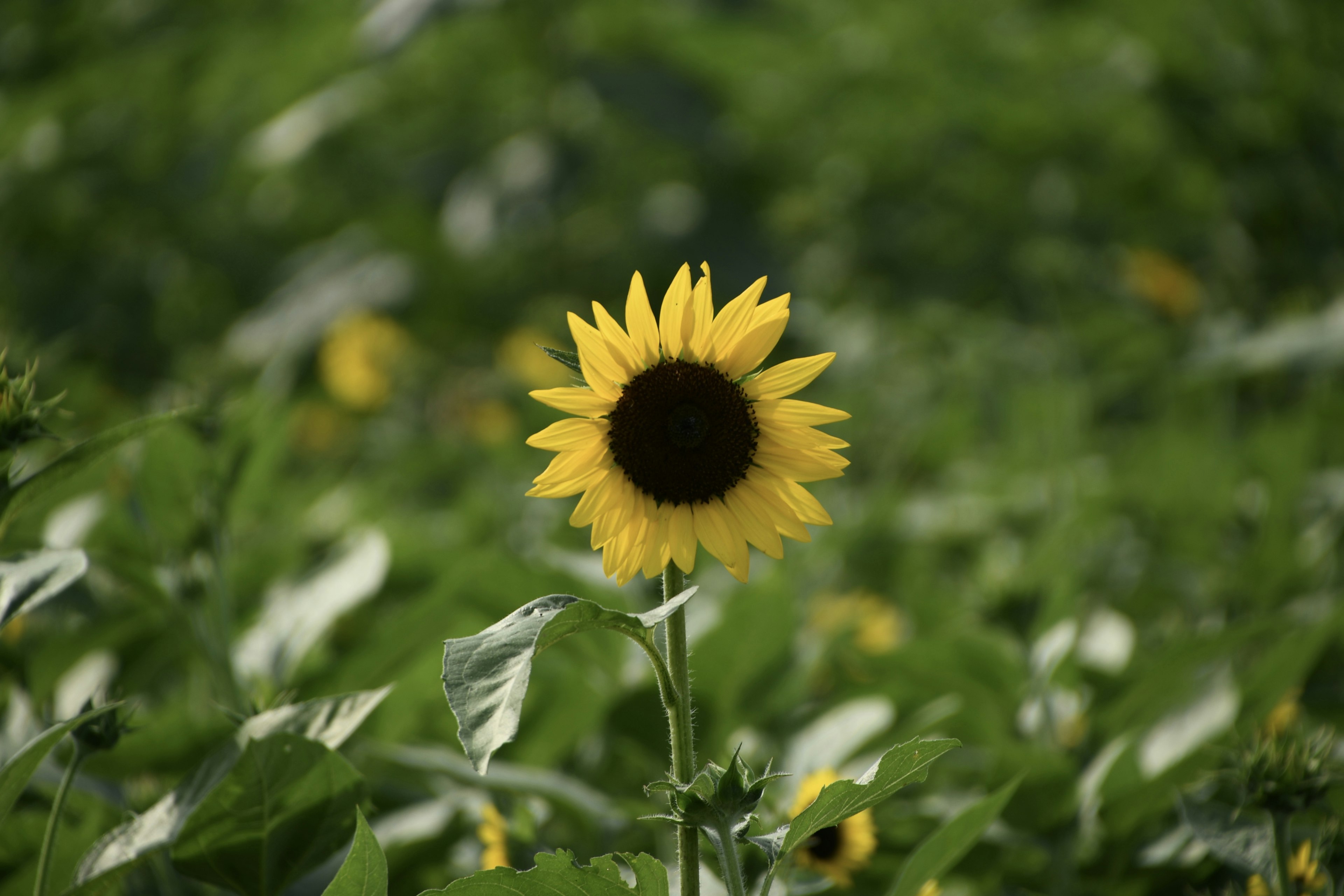 Eine einzelne Sonnenblume umgeben von grünen Blättern