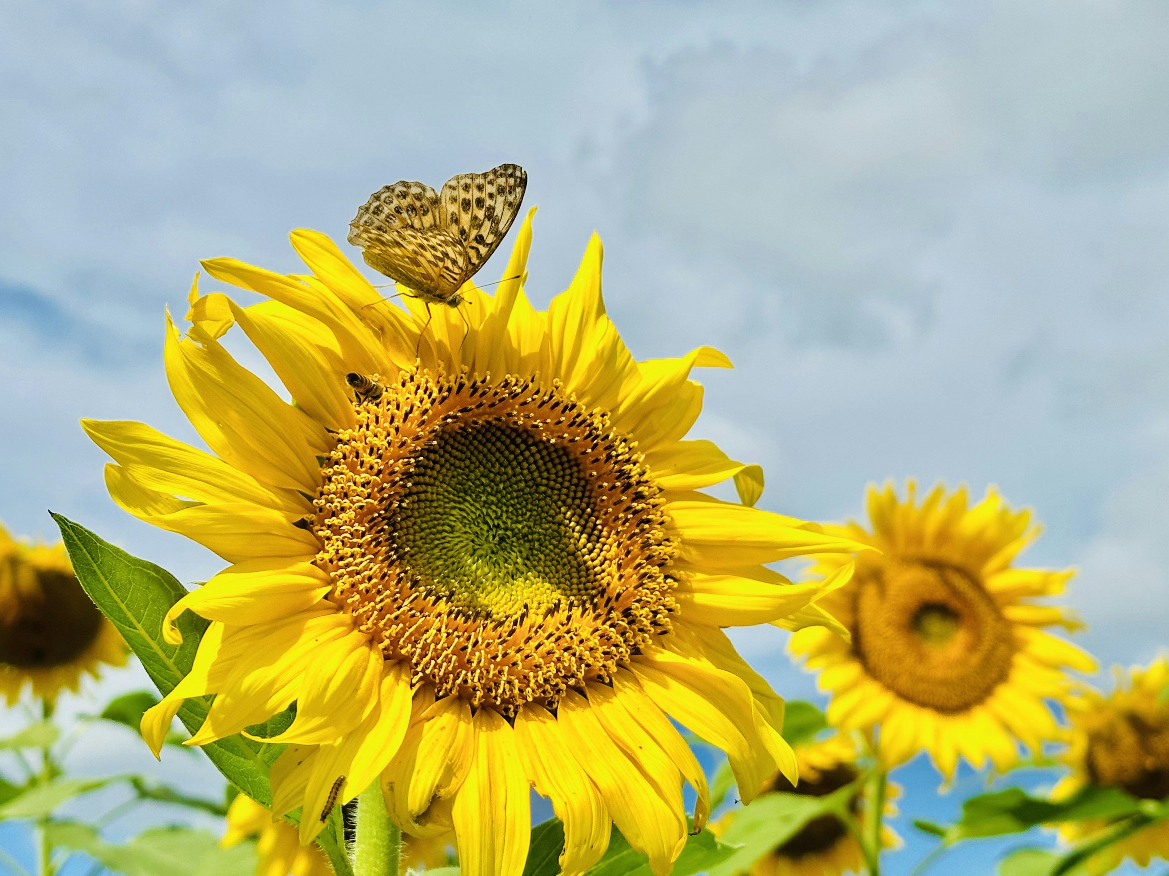 ひまわりの花の上にとまる蝶の画像