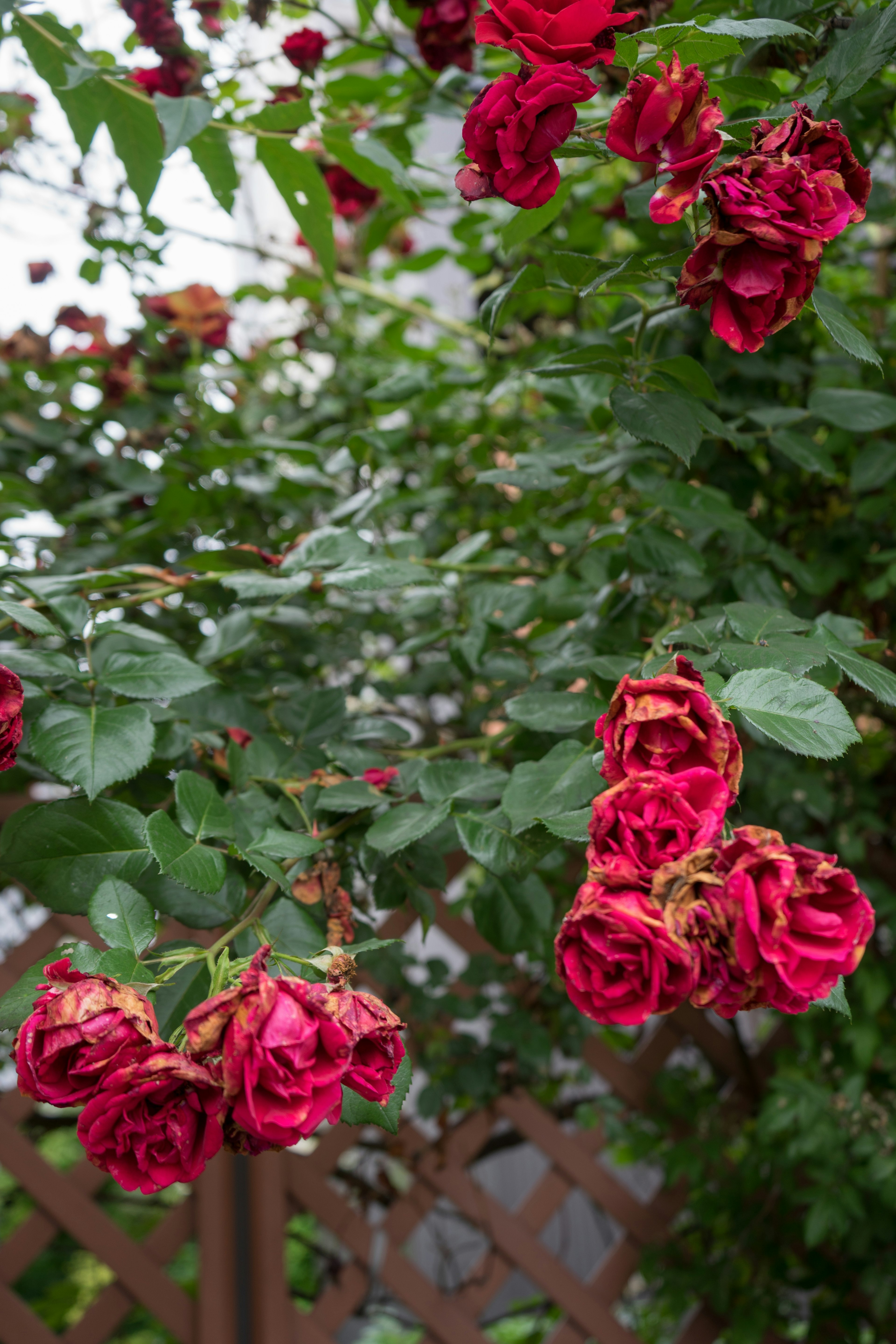 Rosas rojas rodeadas de hojas verdes