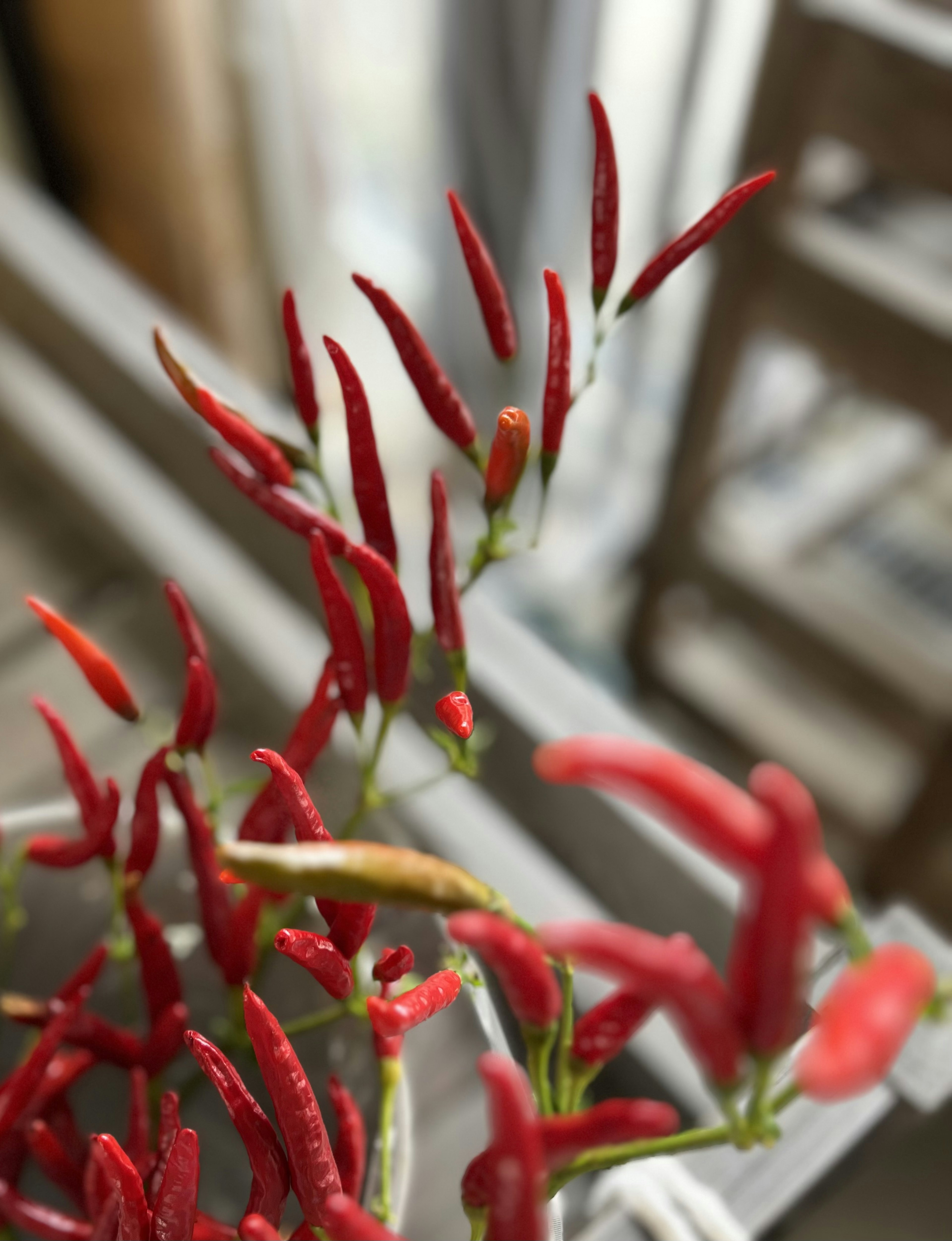 Close-up of vibrant red chili peppers growing on a plant