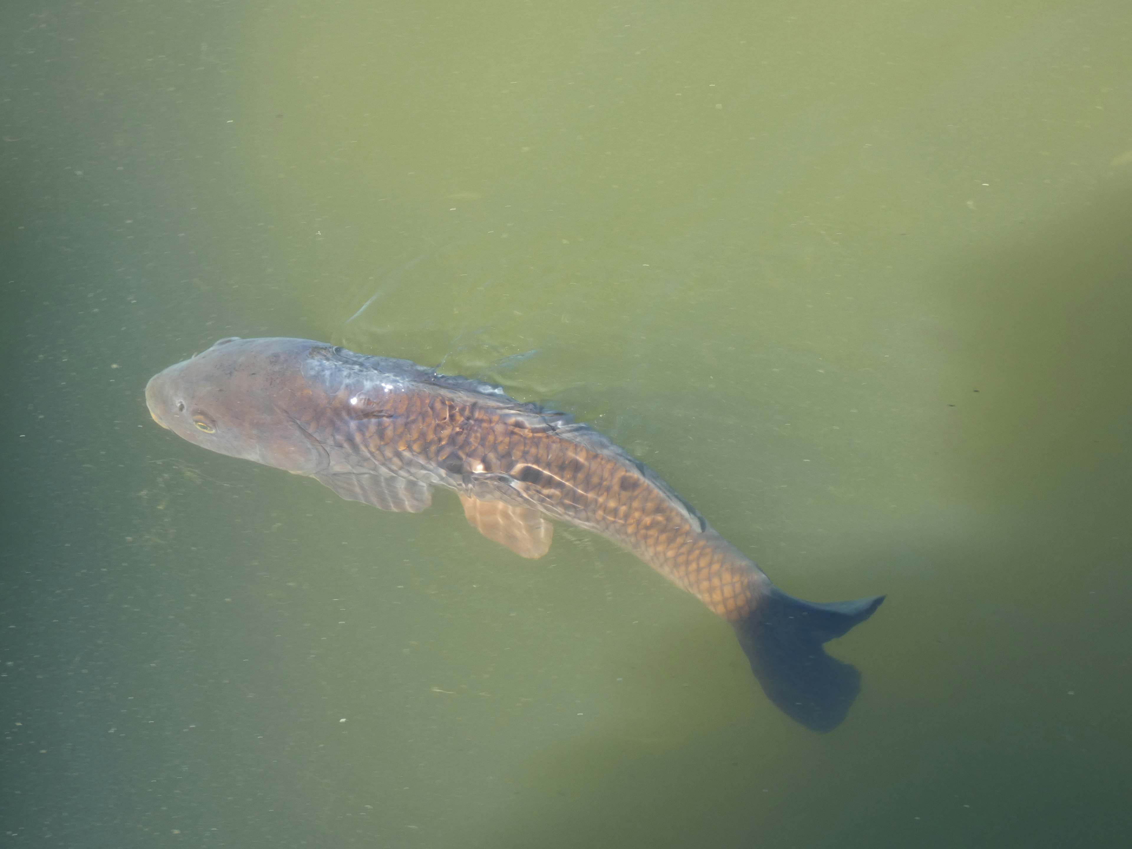 Un pez nadando en agua turbia con un cuerpo marrón y oliva