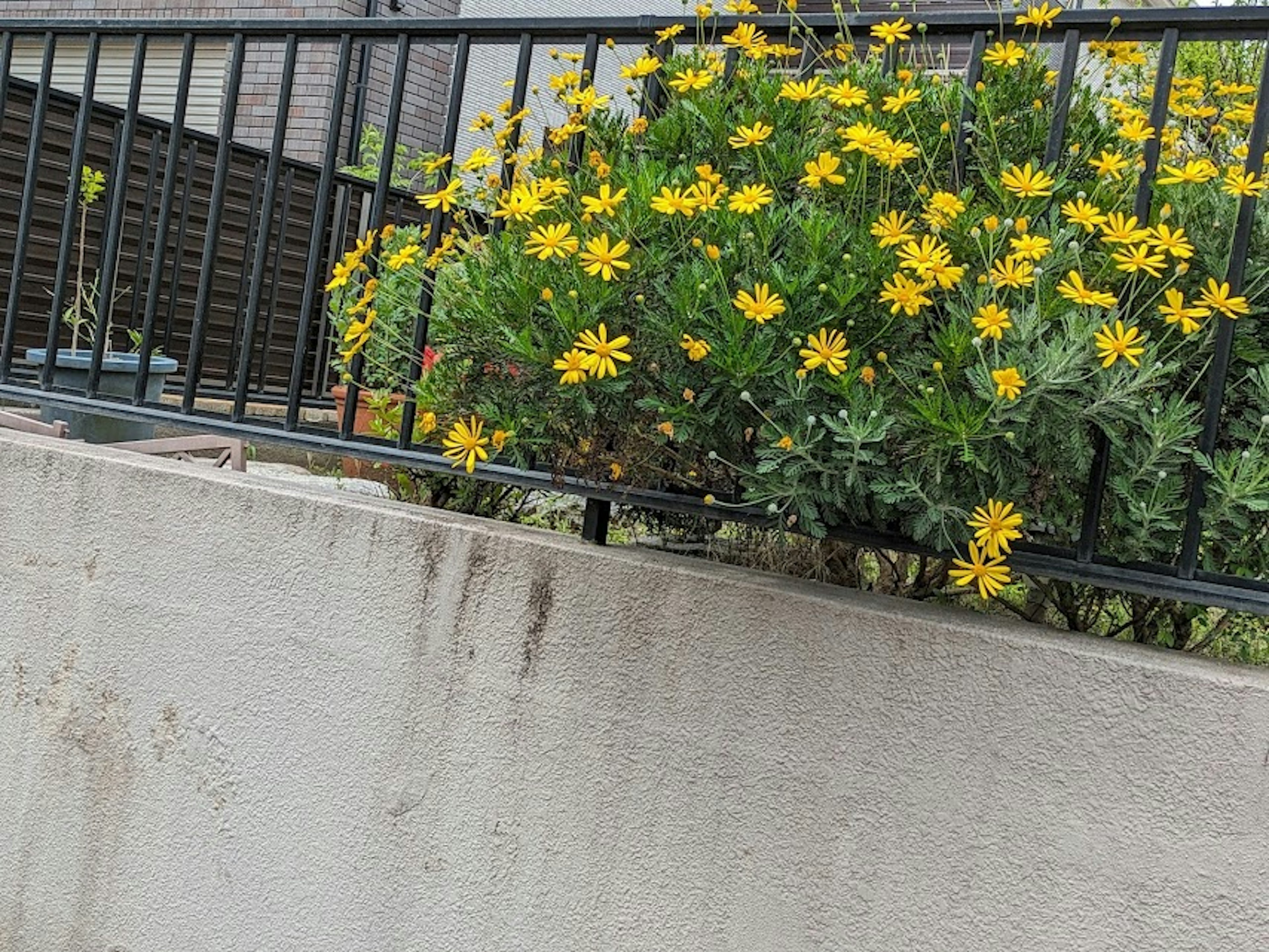 黄色い花が咲く植物と黒いフェンスのある風景