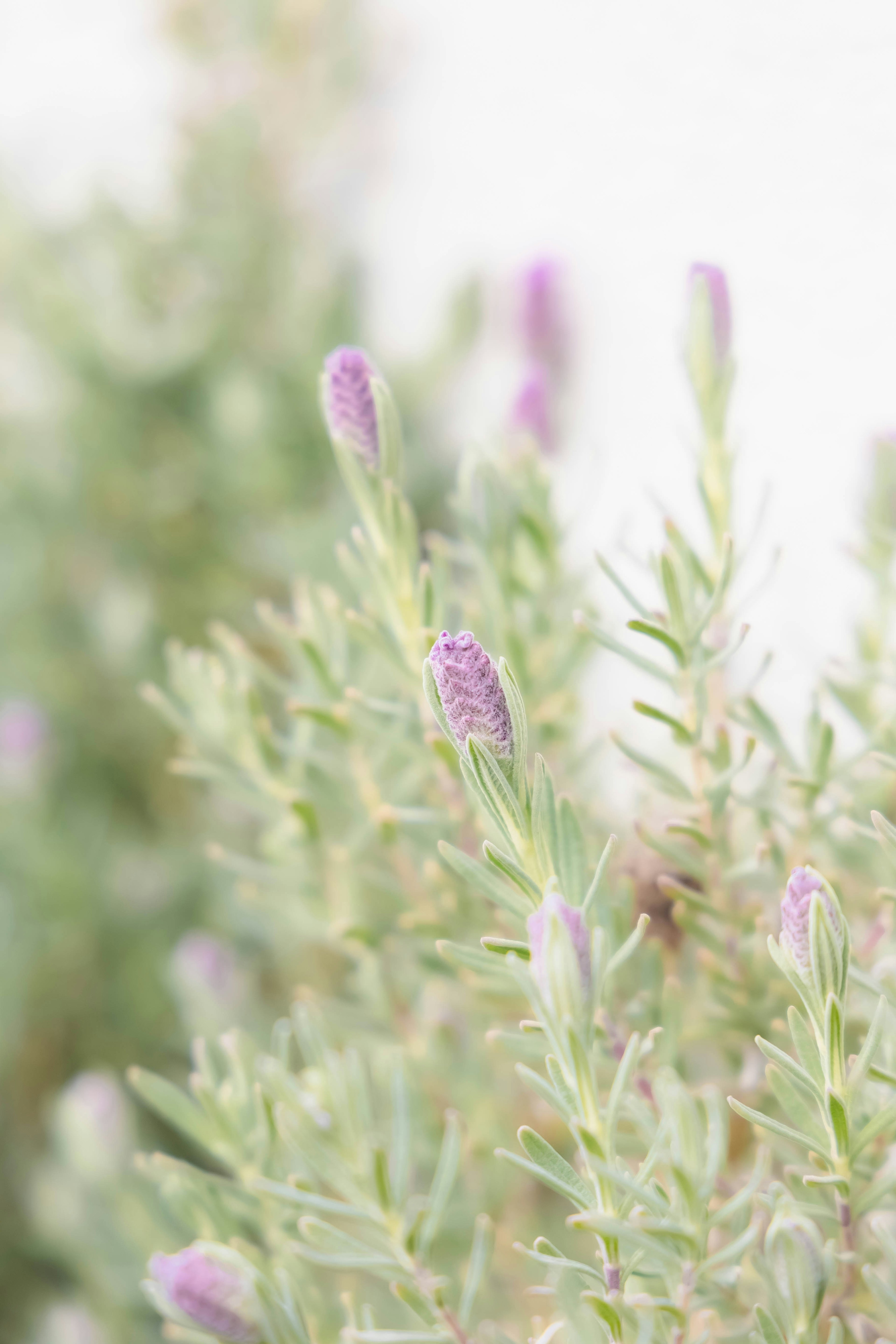 Acercamiento de una planta verde con botones florales morados claros