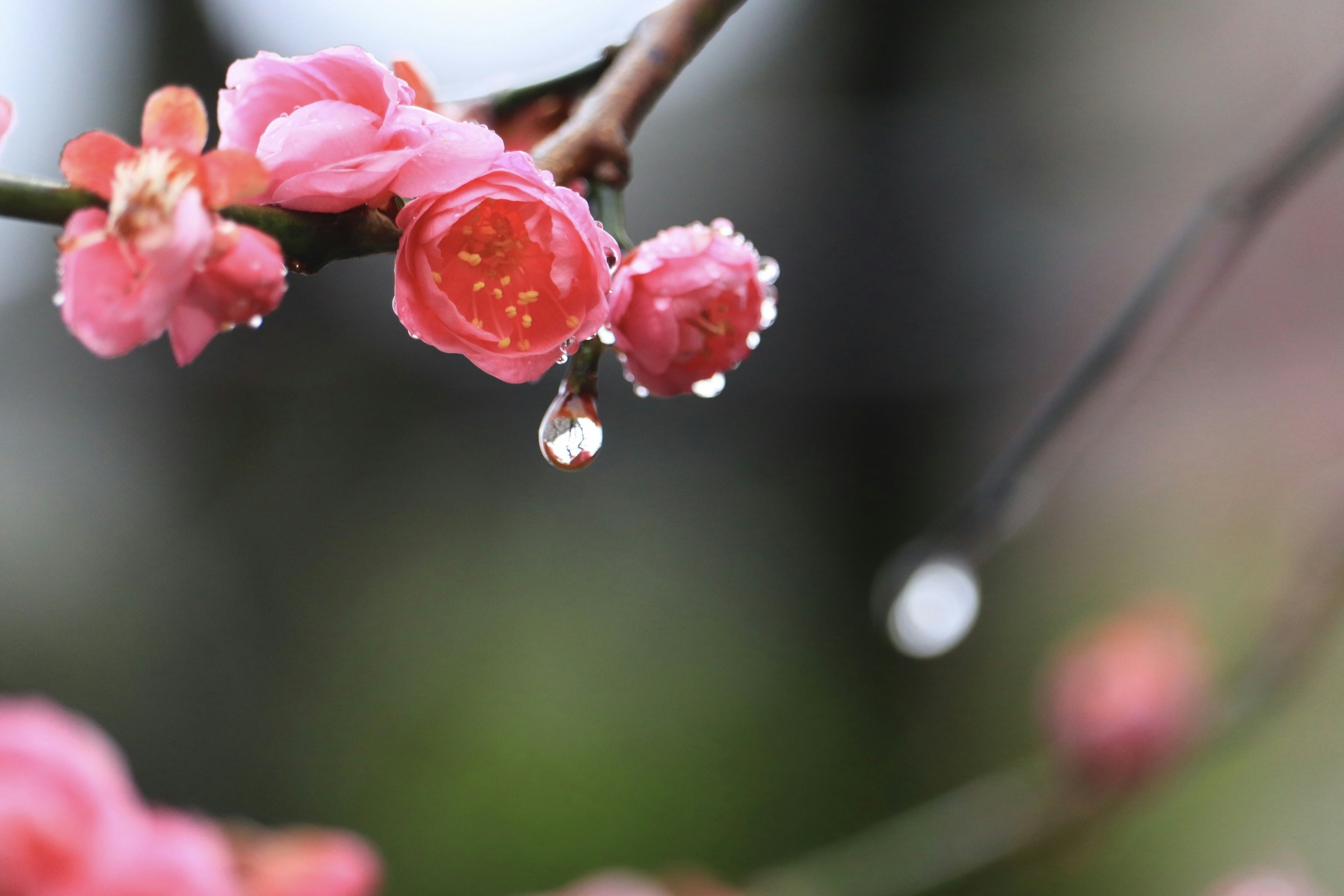 粉色花朵和树枝上水滴的特写