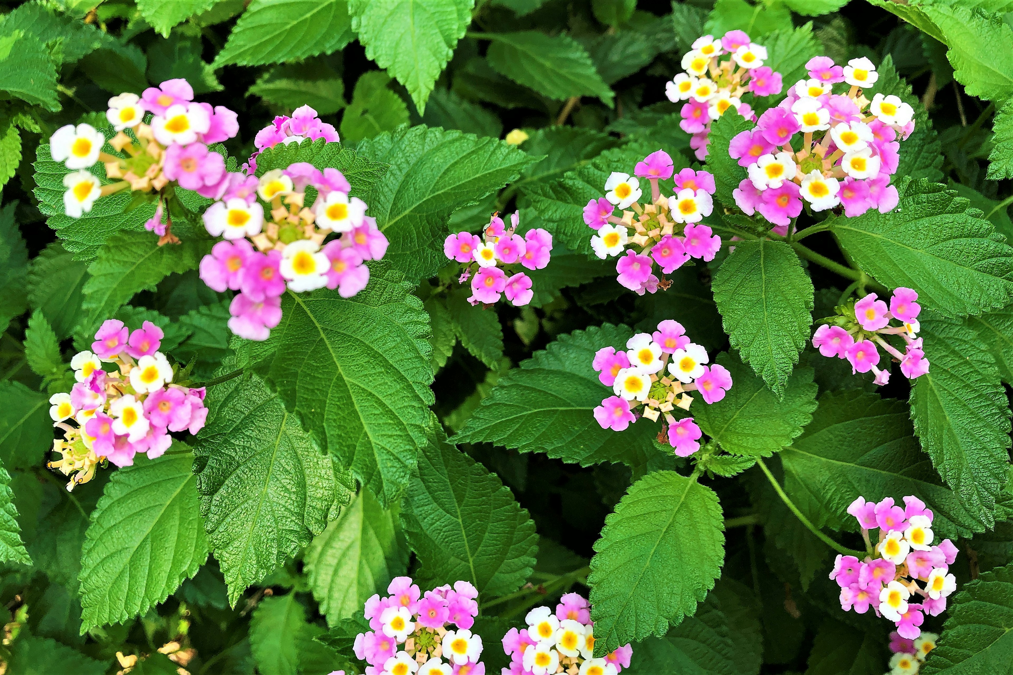 Clusters of pink and white lantana flowers among green leaves