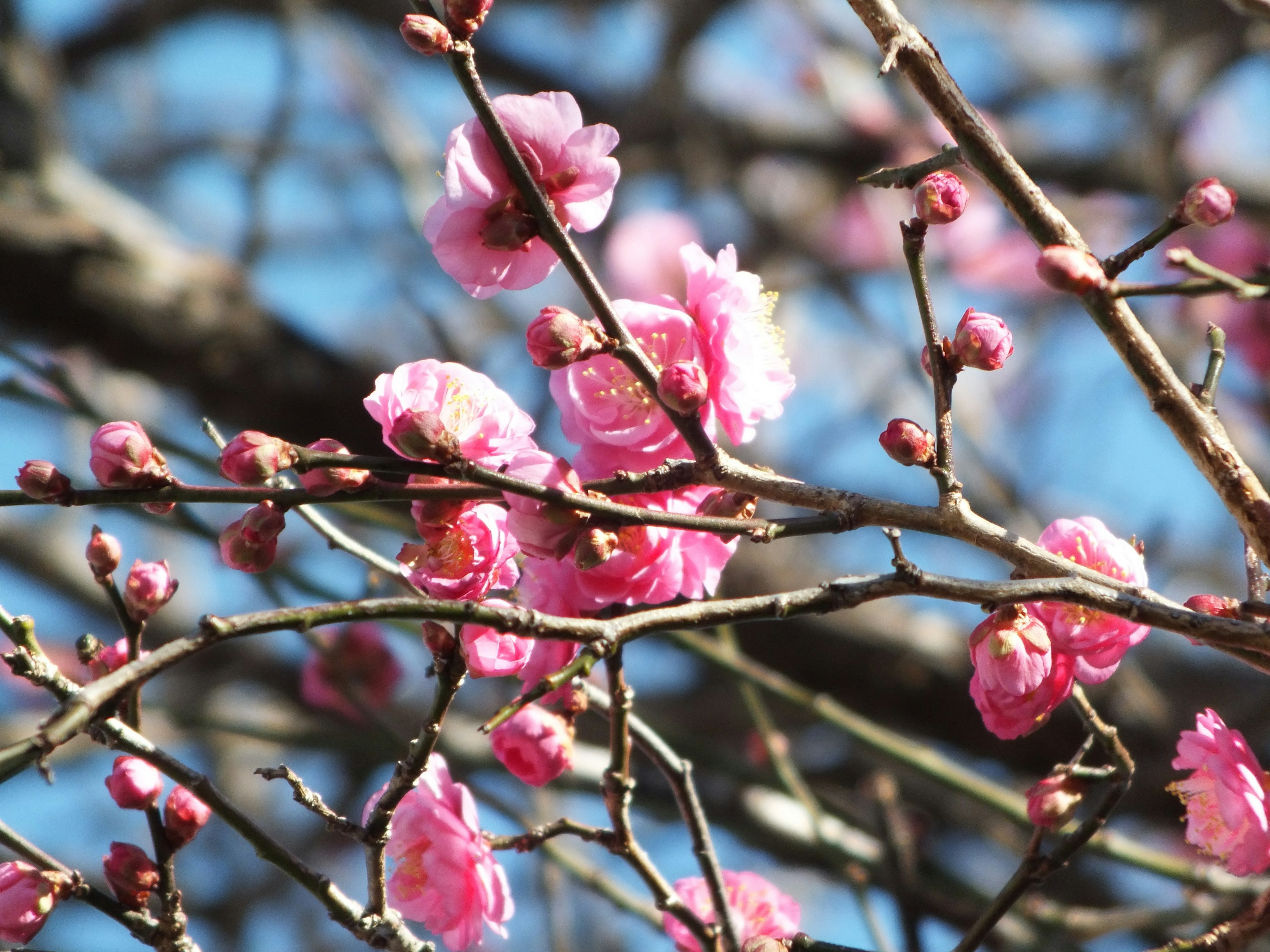 Close-up of pink flowers blooming on branches under blue sky