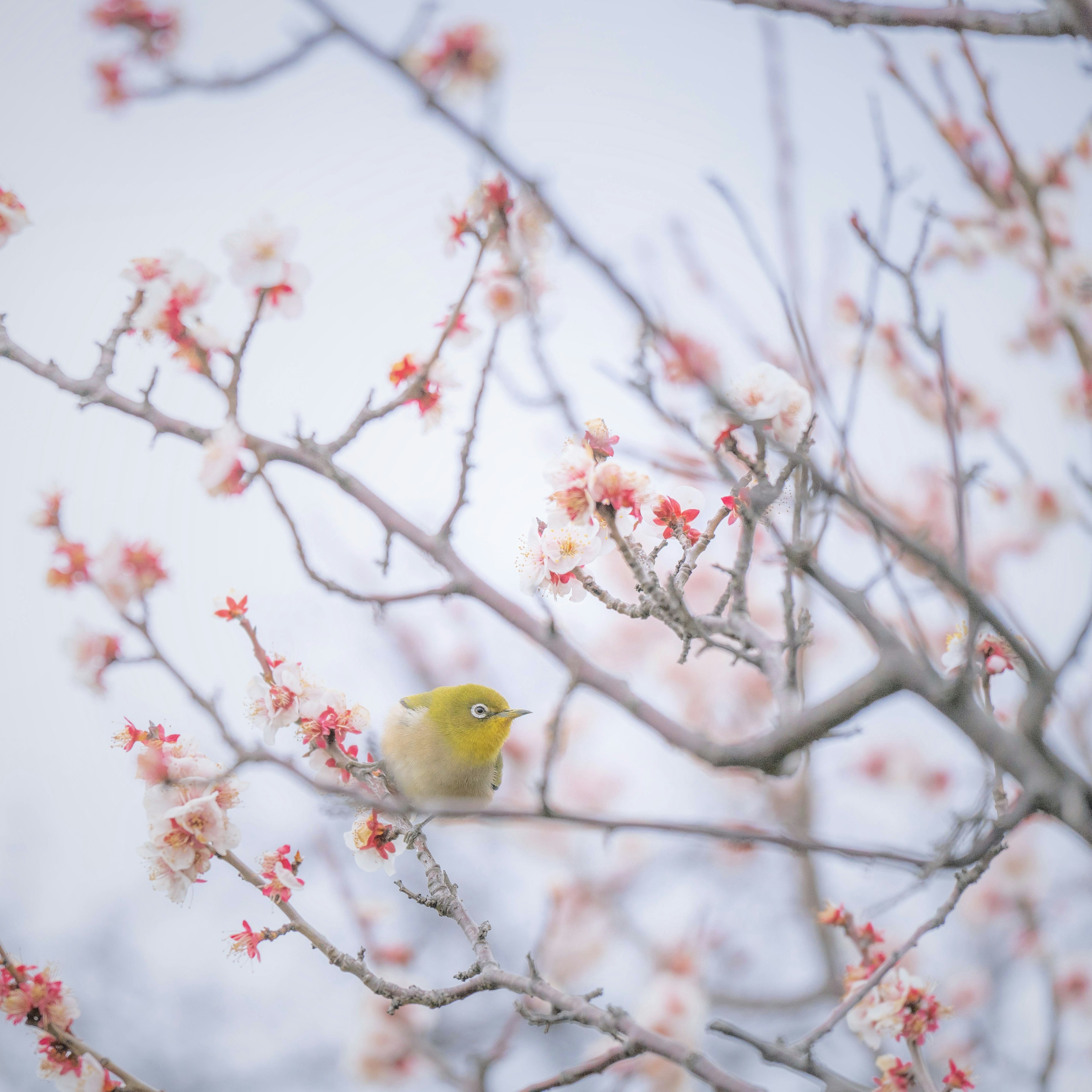 桜の花が咲く枝に止まっている小さな緑色の鳥