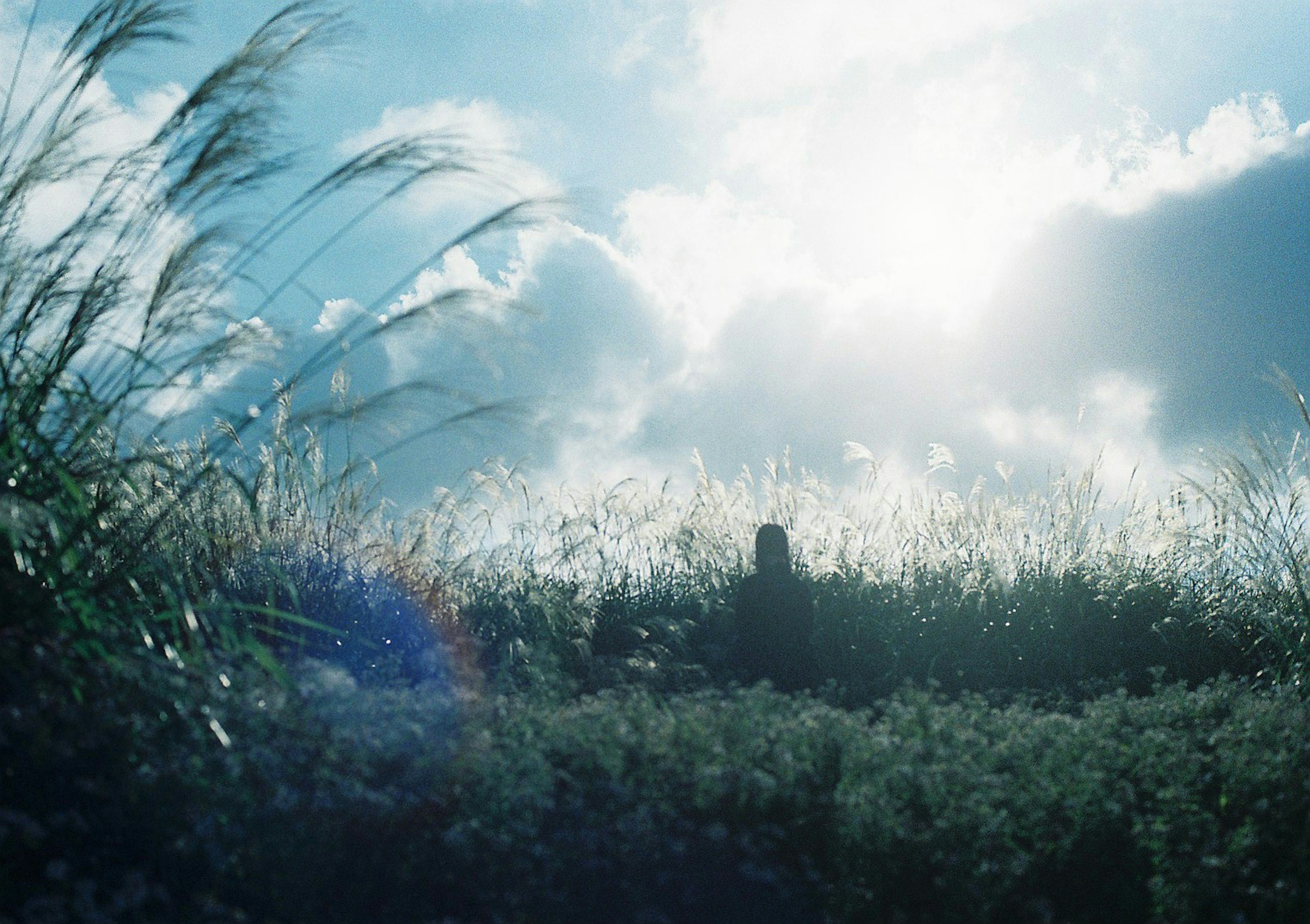 Silhouette einer Person, die in einem grasbewachsenen Feld unter einem hellen Himmel steht