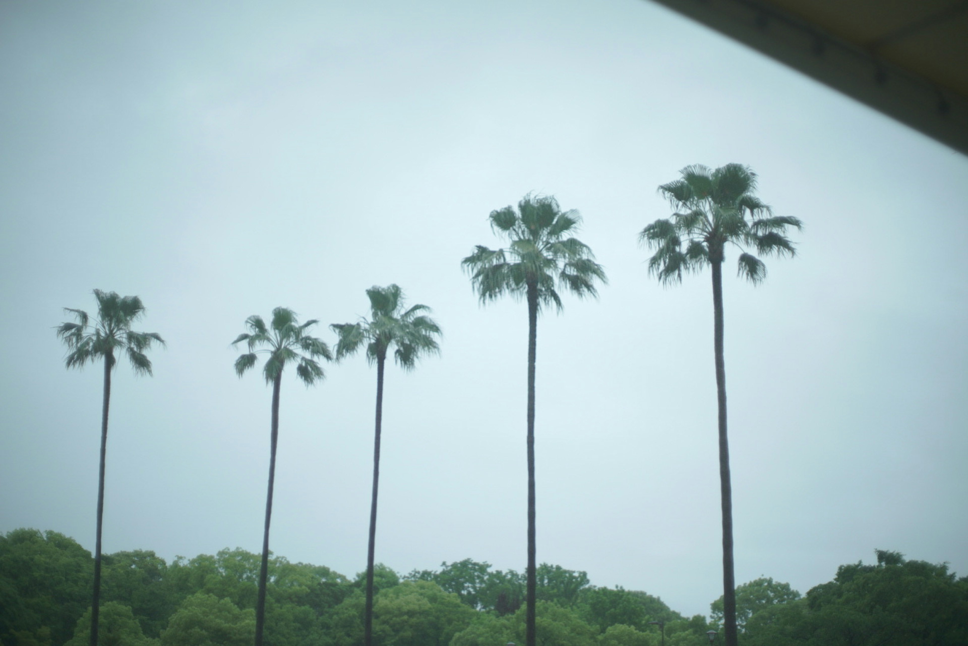 Tall palm trees lined up under a cloudy sky