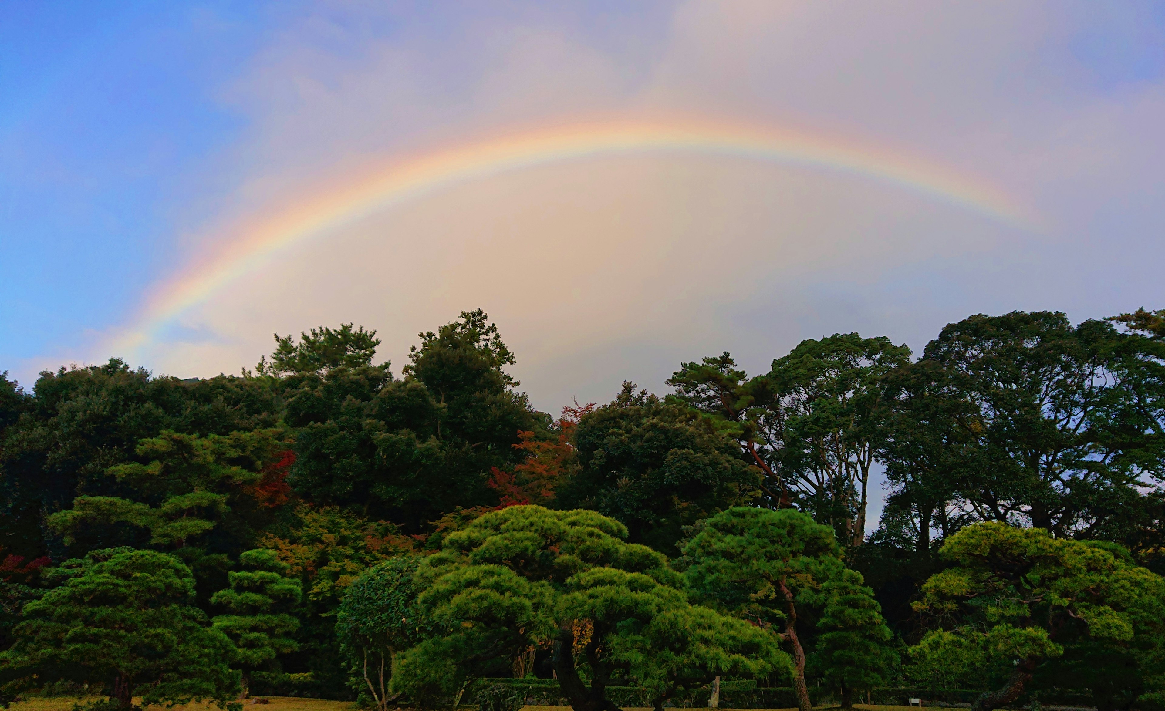 Eine lebendige Waldlandschaft mit einem Regenbogen am Himmel