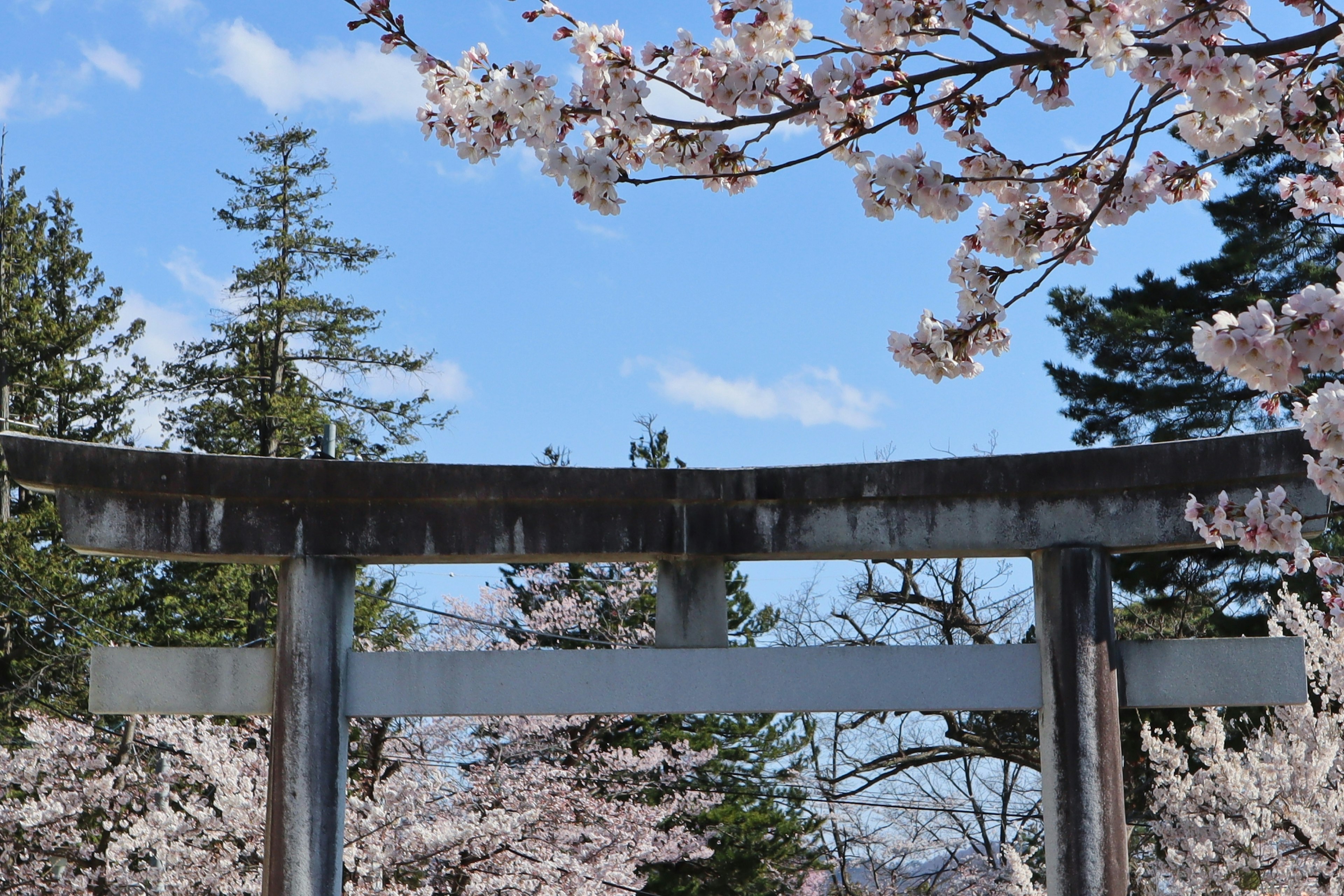 Vista escénica de una puerta torii rodeada de cerezos en flor bajo un cielo azul