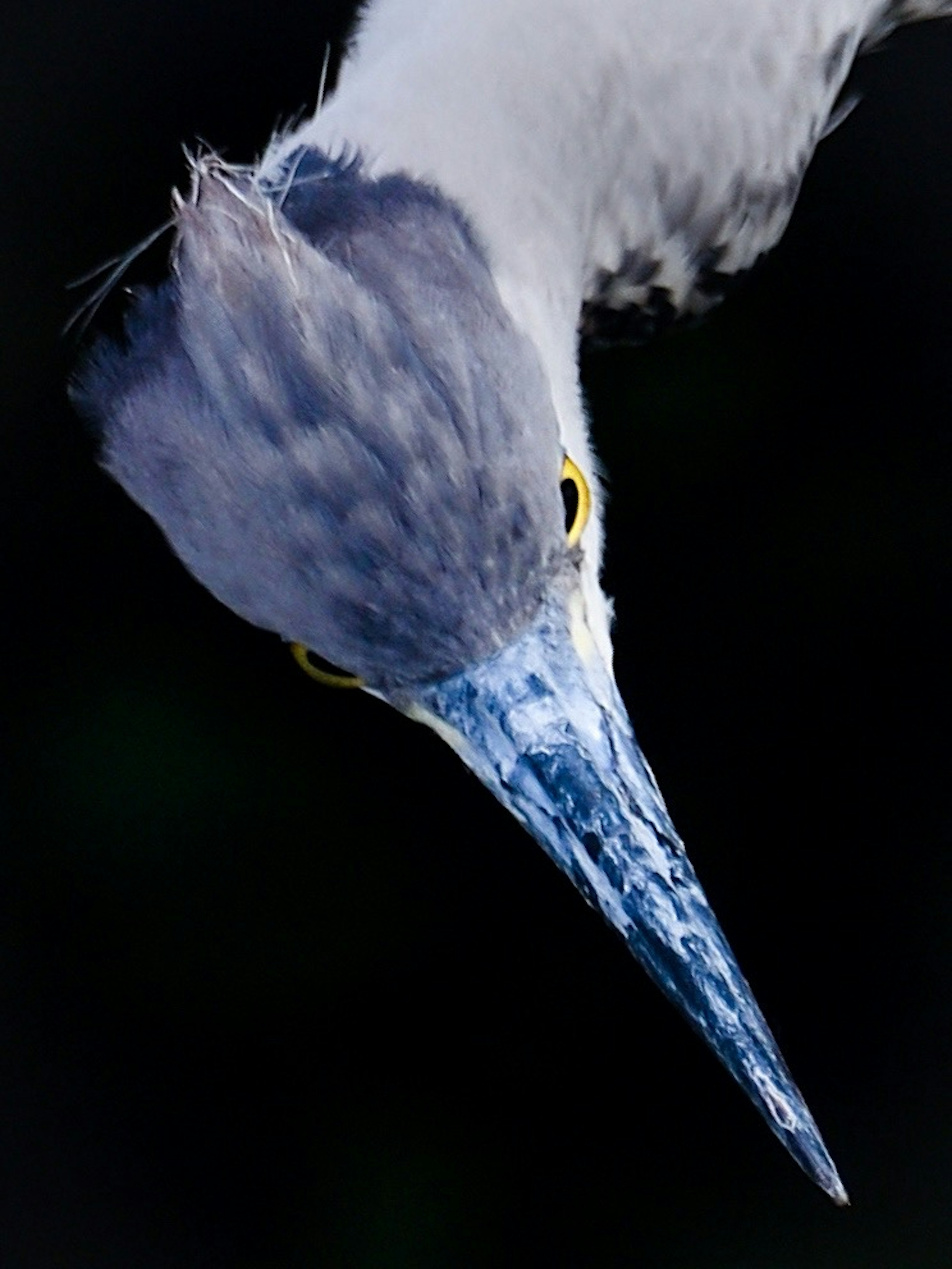 Close-up of a bird with a blue beak and striking yellow eyes