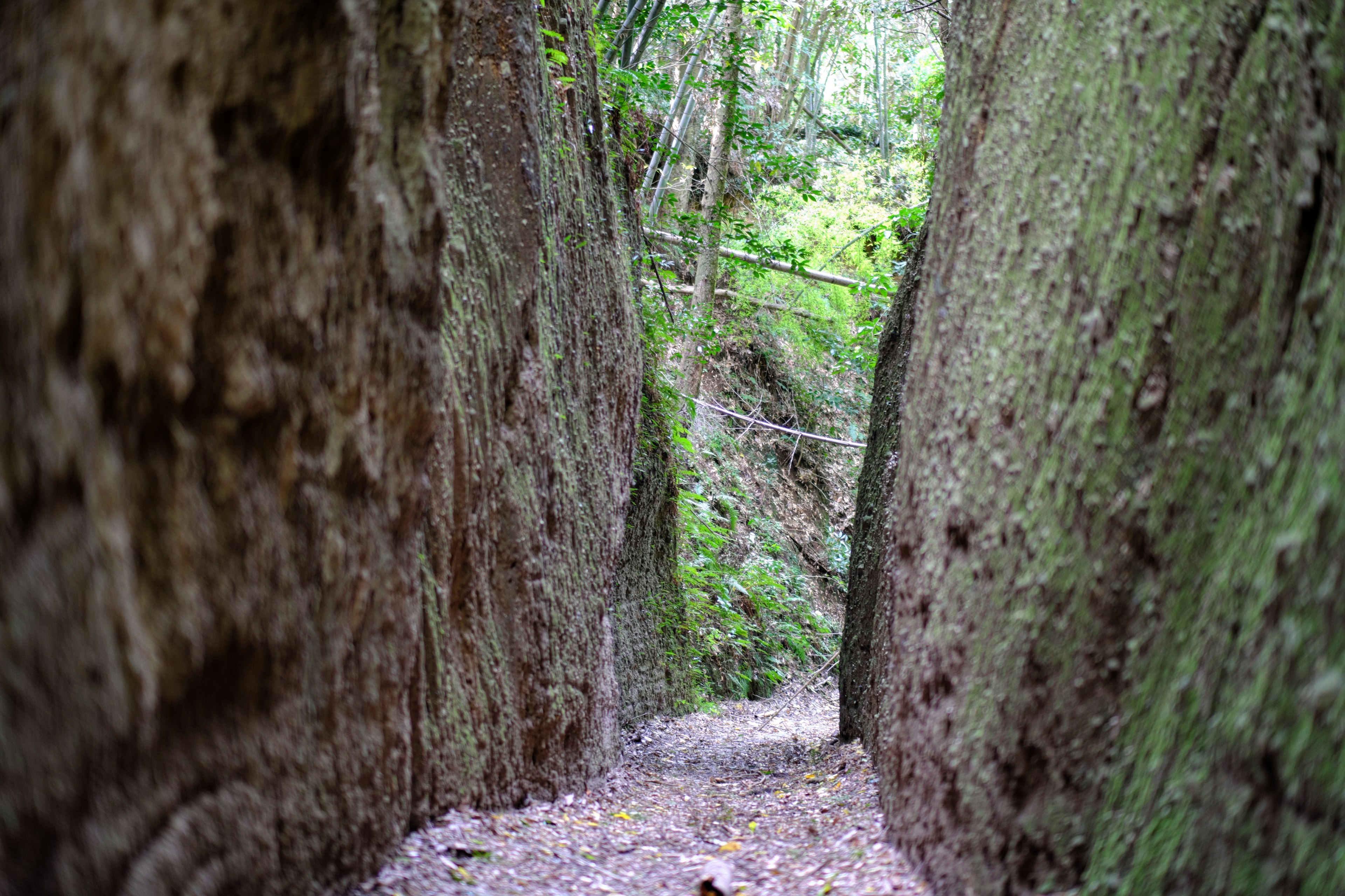 Pasaje estrecho rodeado de árboles verdes