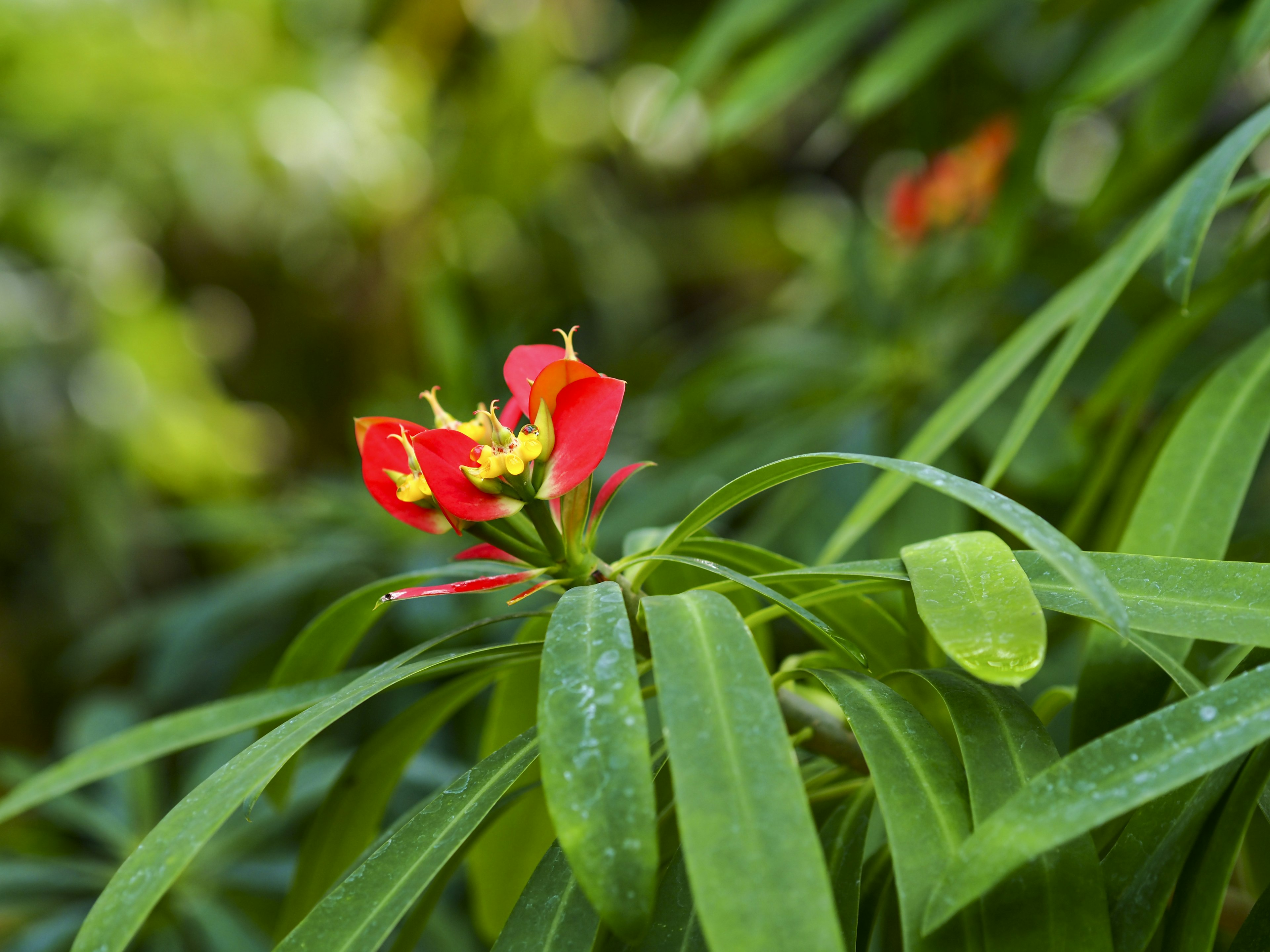 Close-up of a vibrant red flower with green leaves