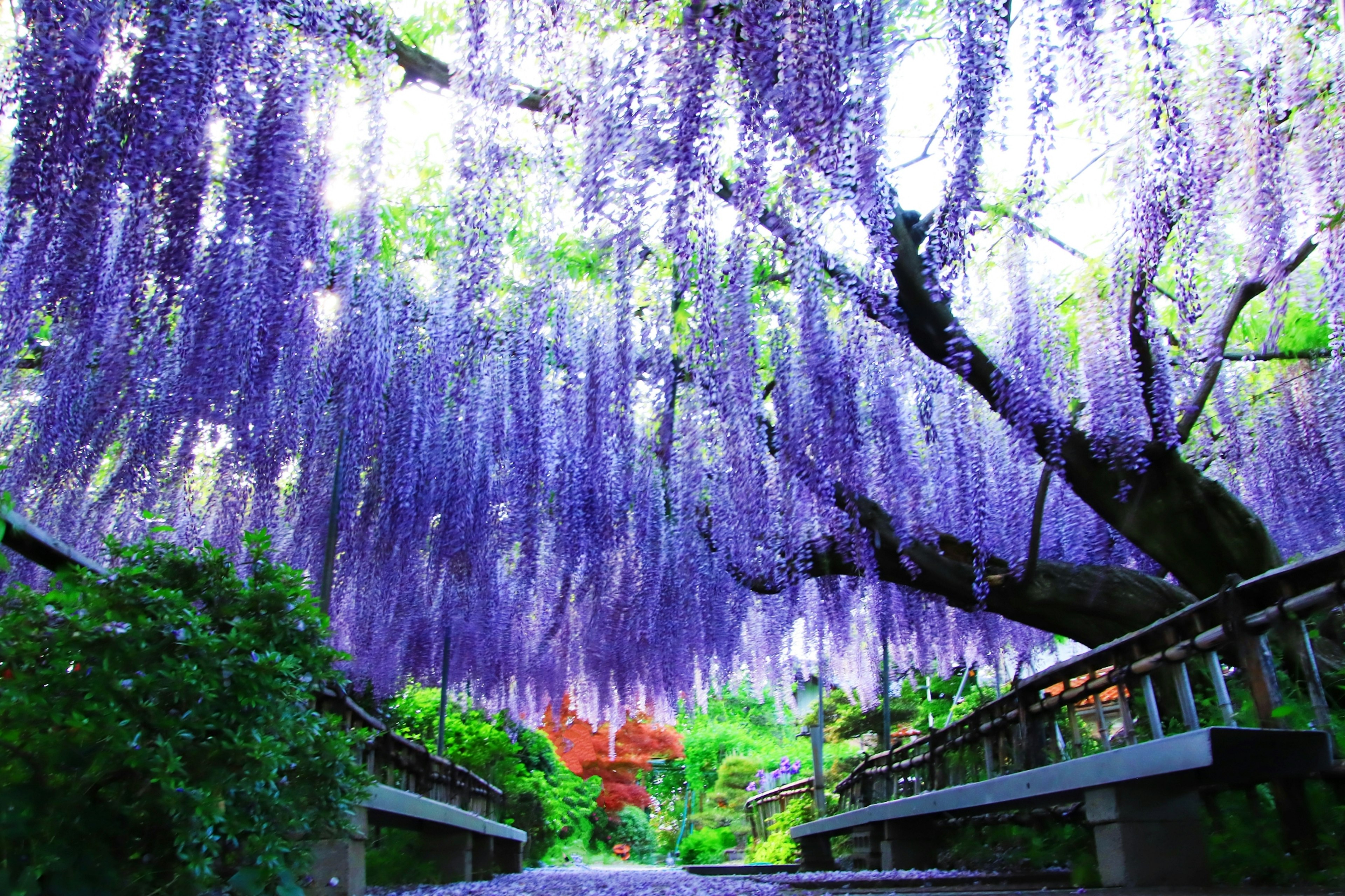 Bunga wisteria ungu cerah yang menggantung dalam pemandangan yang indah