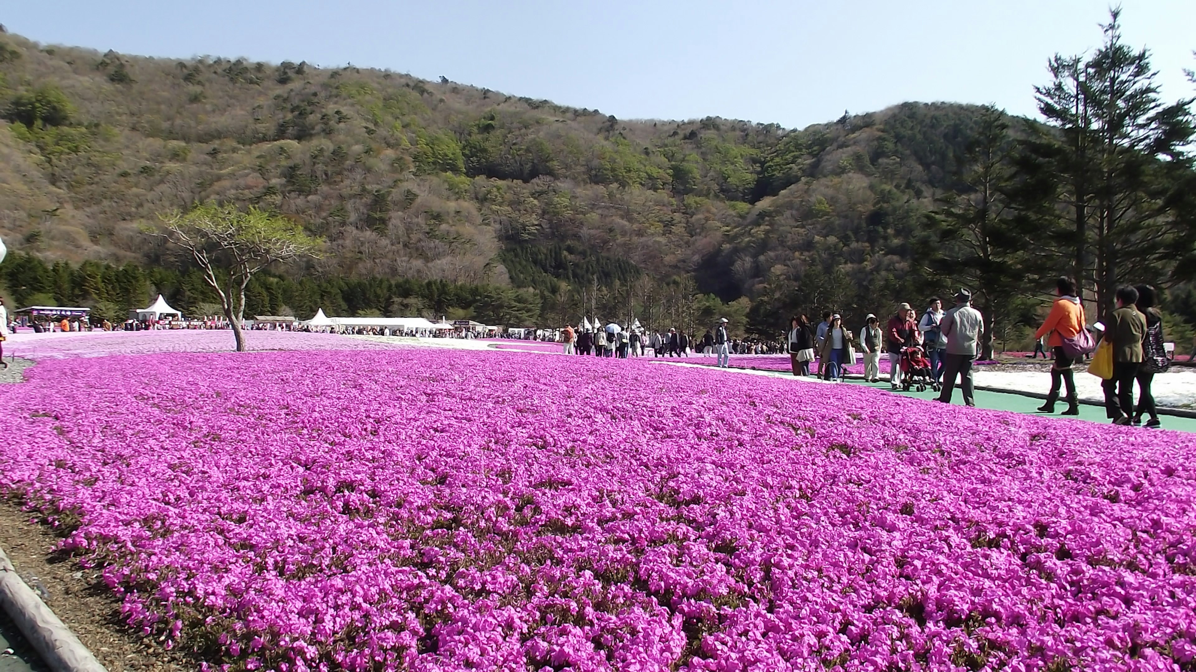 Champ de fleurs roses vibrant avec des gens marchant à l'arrière-plan