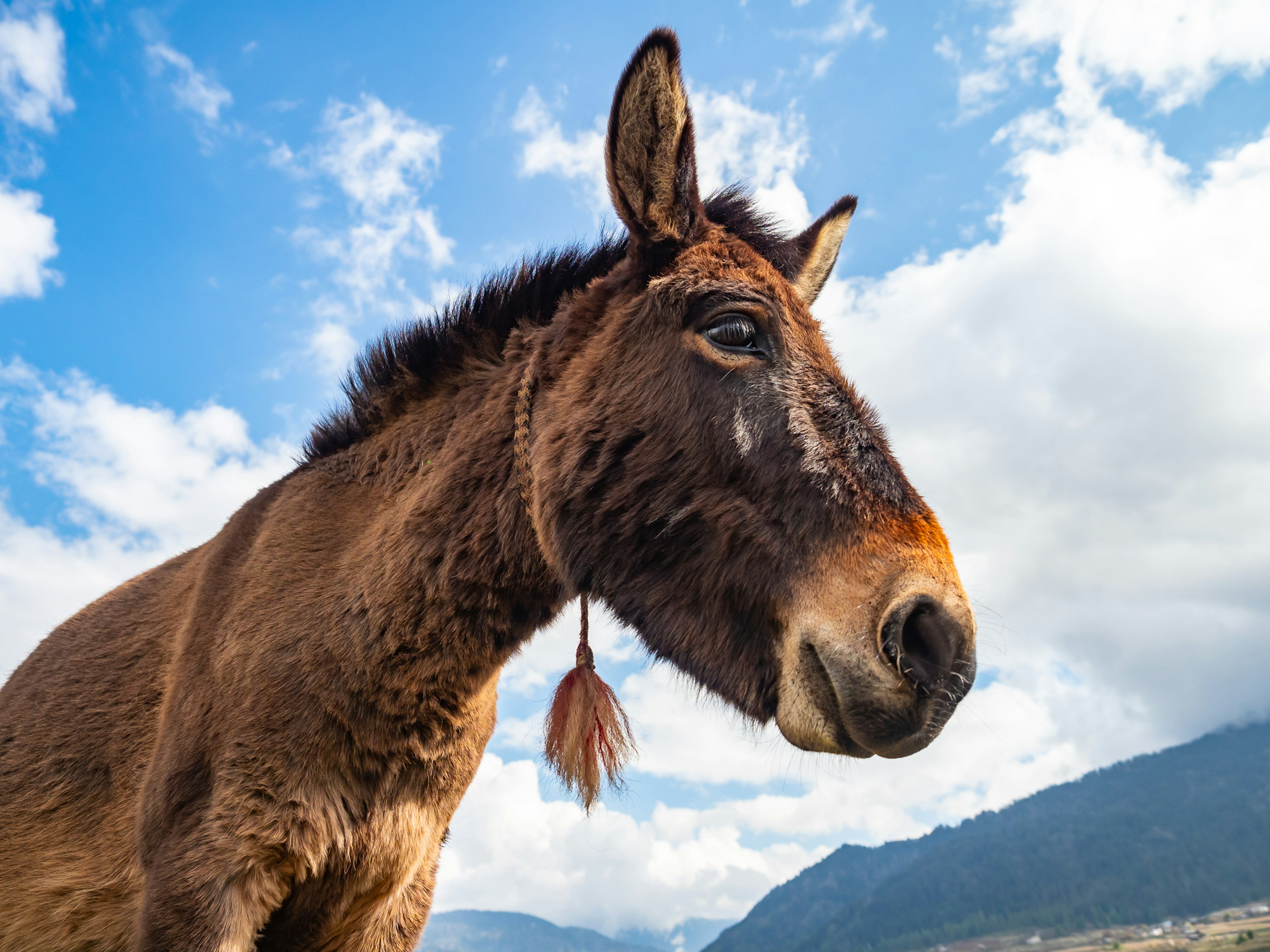 Primo piano di un cavallo che sta elegantemente sotto un cielo blu