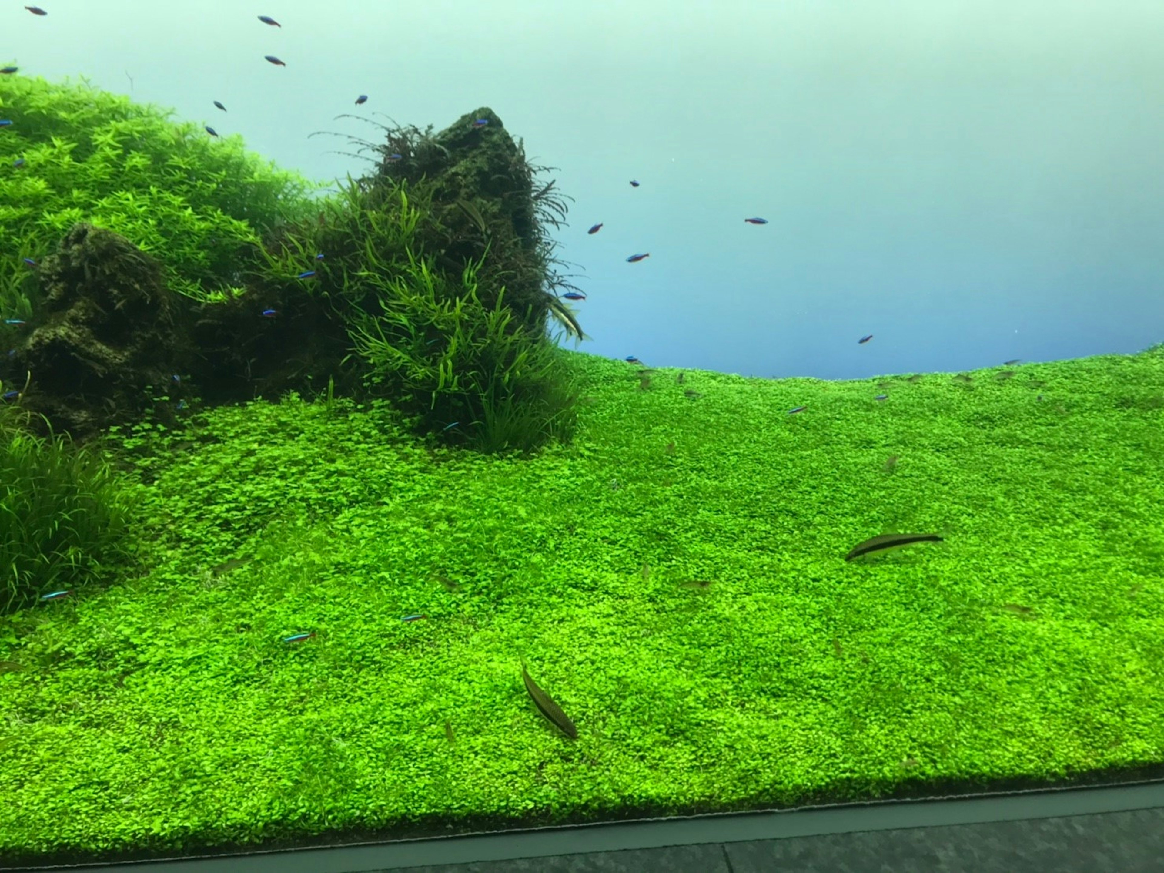 Aquarium scene with lush green aquatic plants and small fish swimming