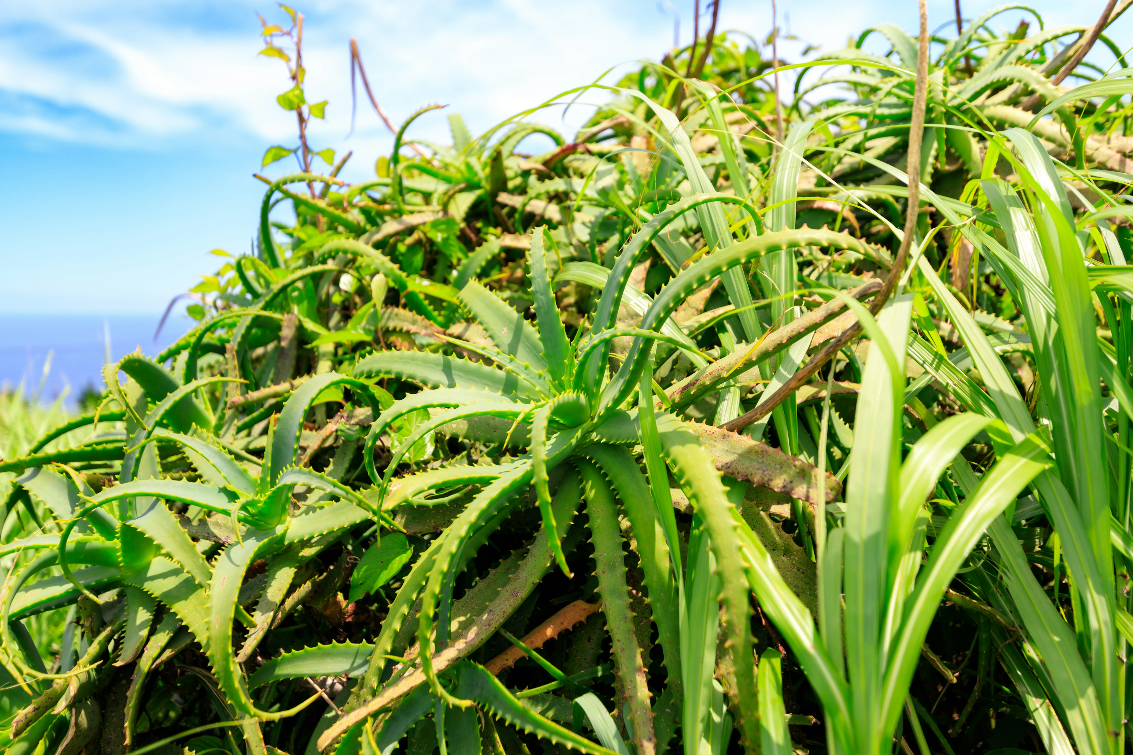 青々としたアロエ植物の群生が青空の下に広がる