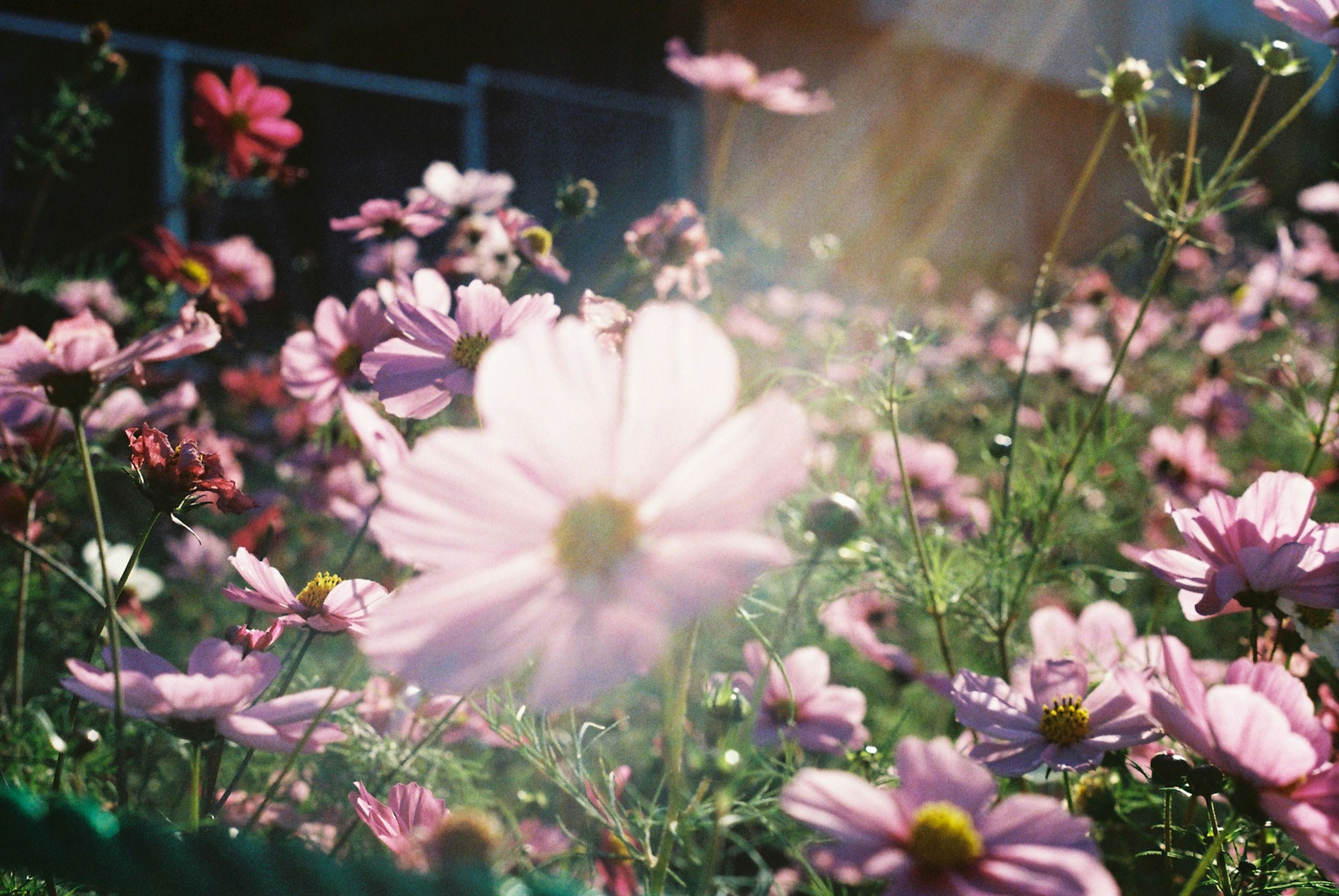 色とりどりの花が咲く庭の風景と柔らかな光