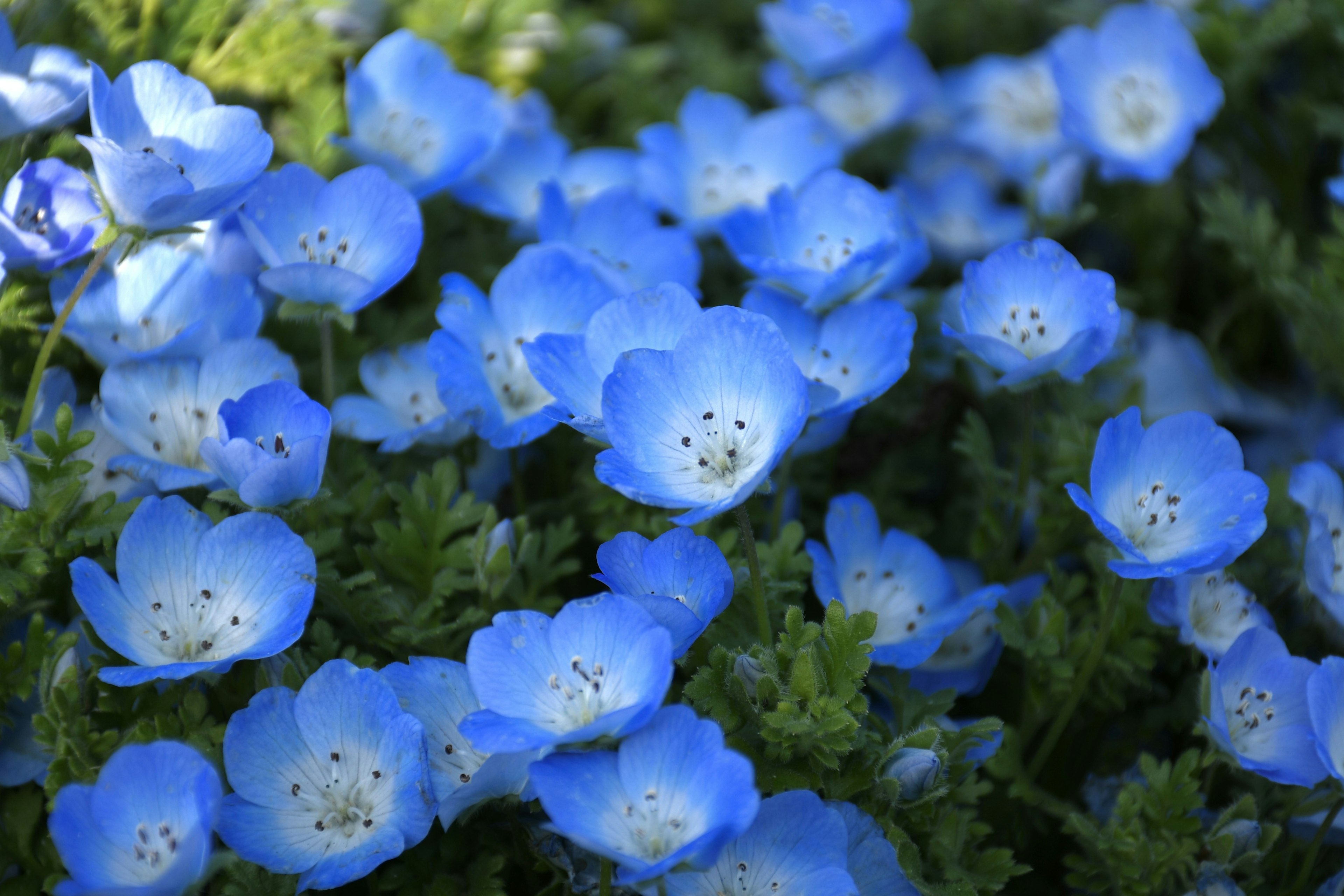 Una exhibición vibrante de flores azules rodeadas de hojas verdes