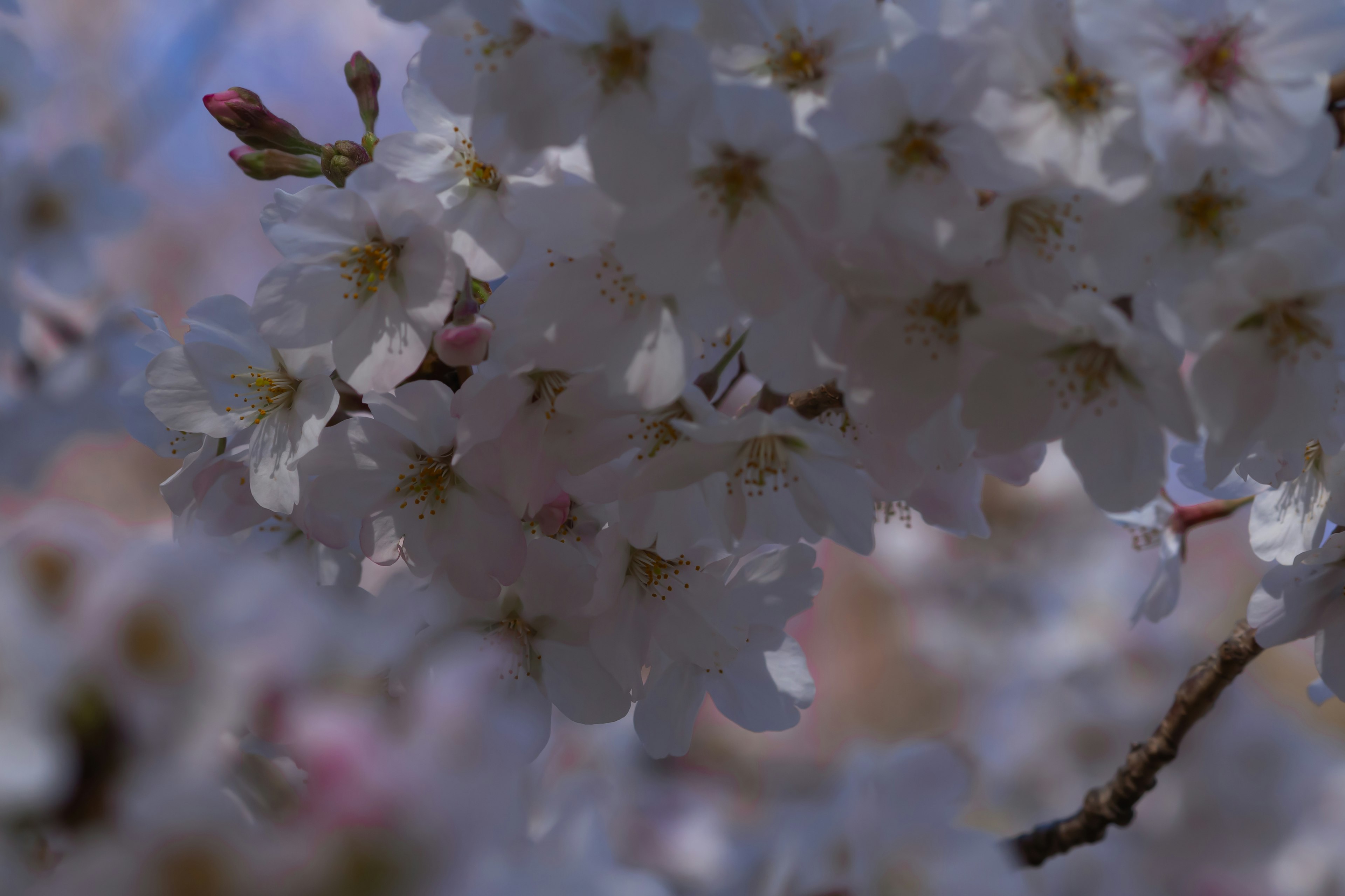 Gros plan sur des fleurs de cerisier en pleine floraison