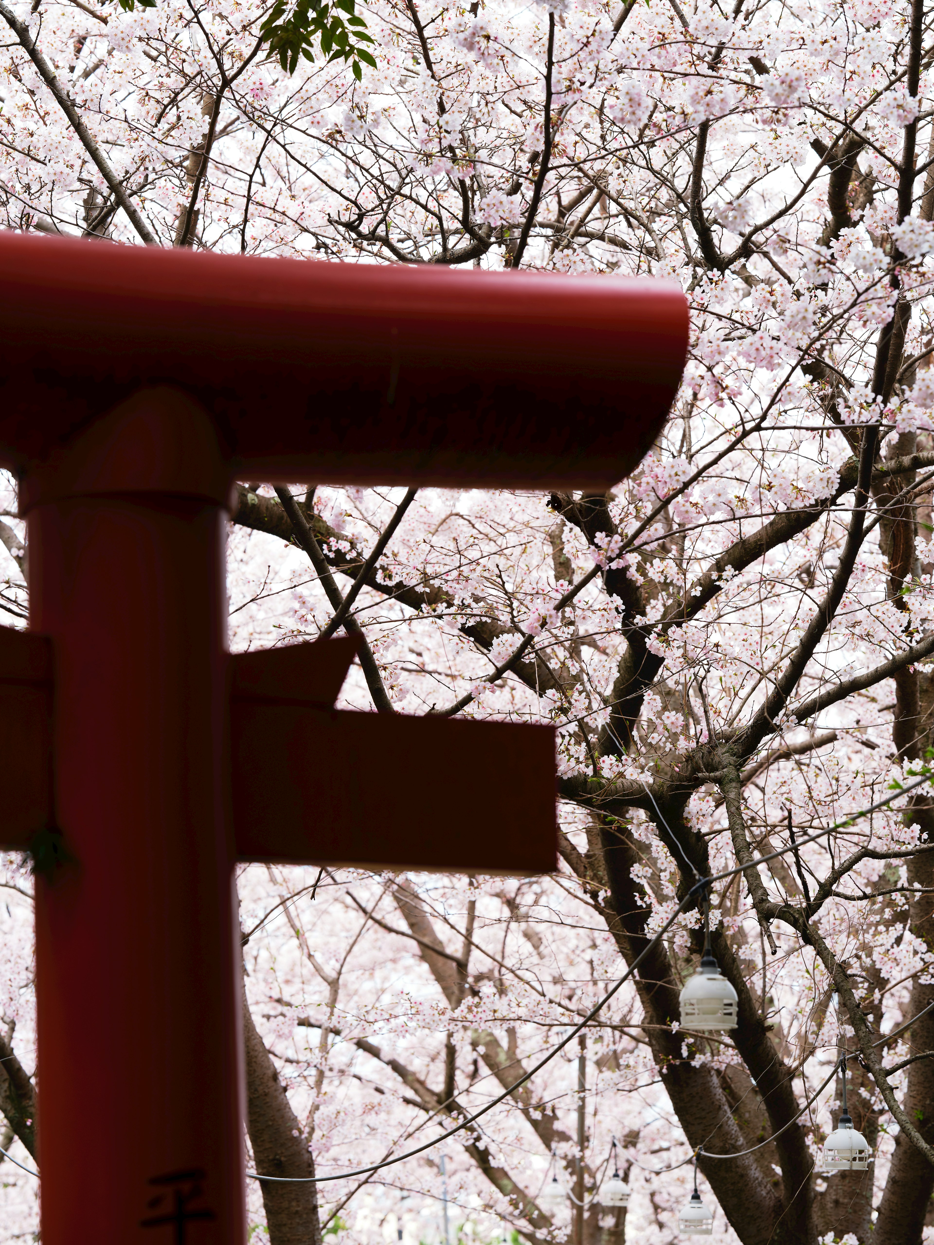 Landscape featuring cherry blossom trees and a red torii gate