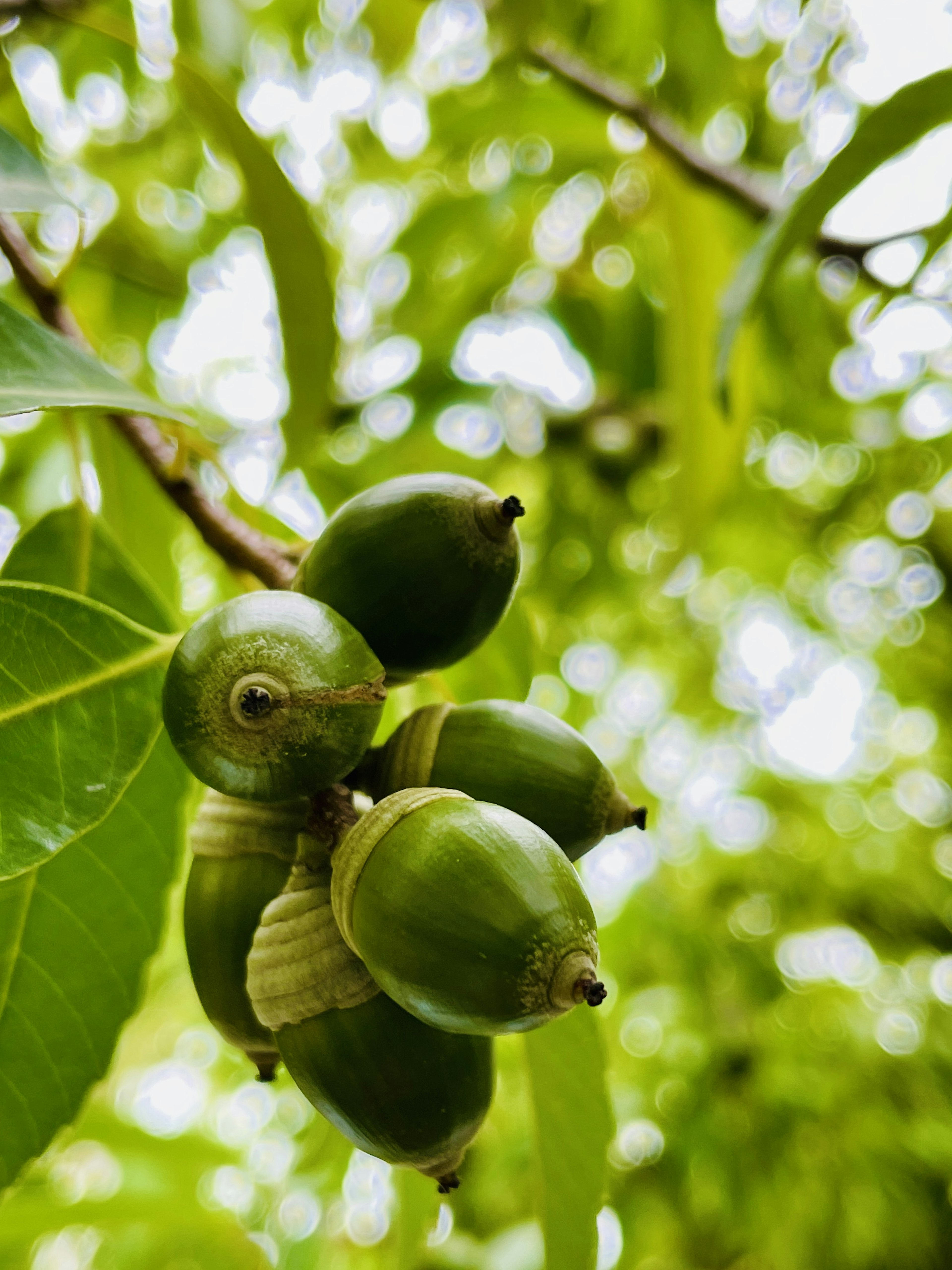 Gruppo di noci immature tra foglie verdi