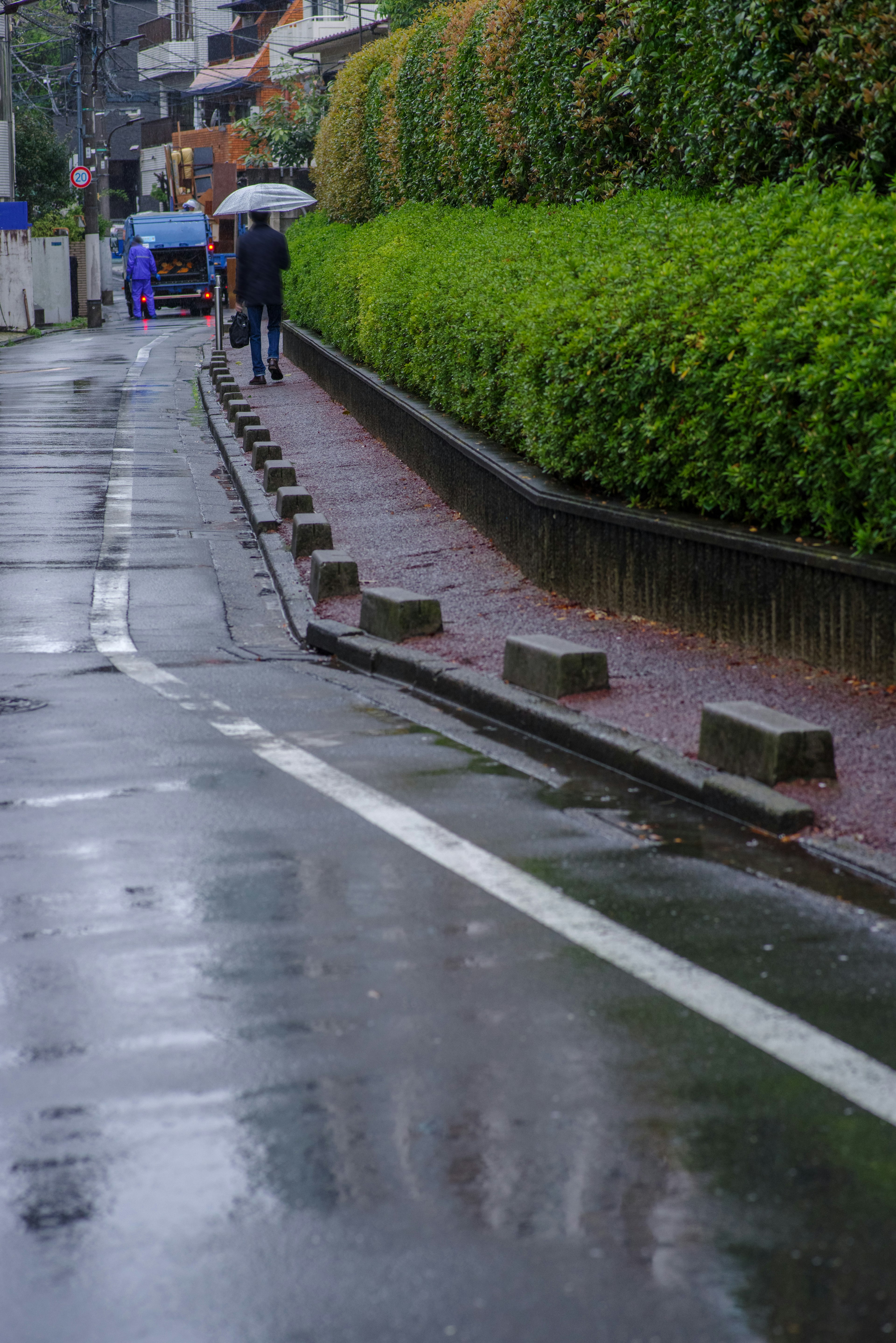 雨の中の静かな通りと緑の生垣