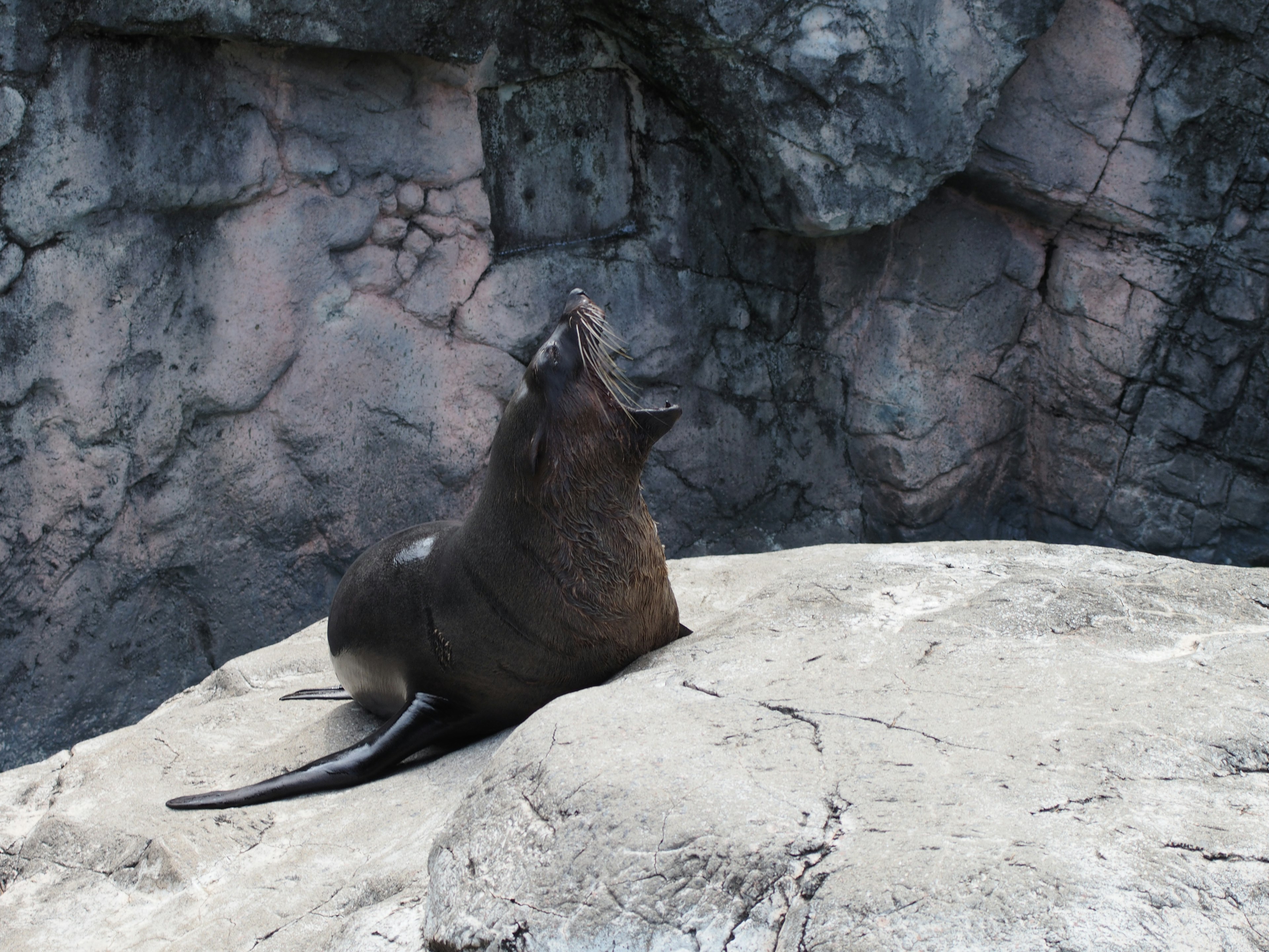 Un león marino vocalizando sobre una roca