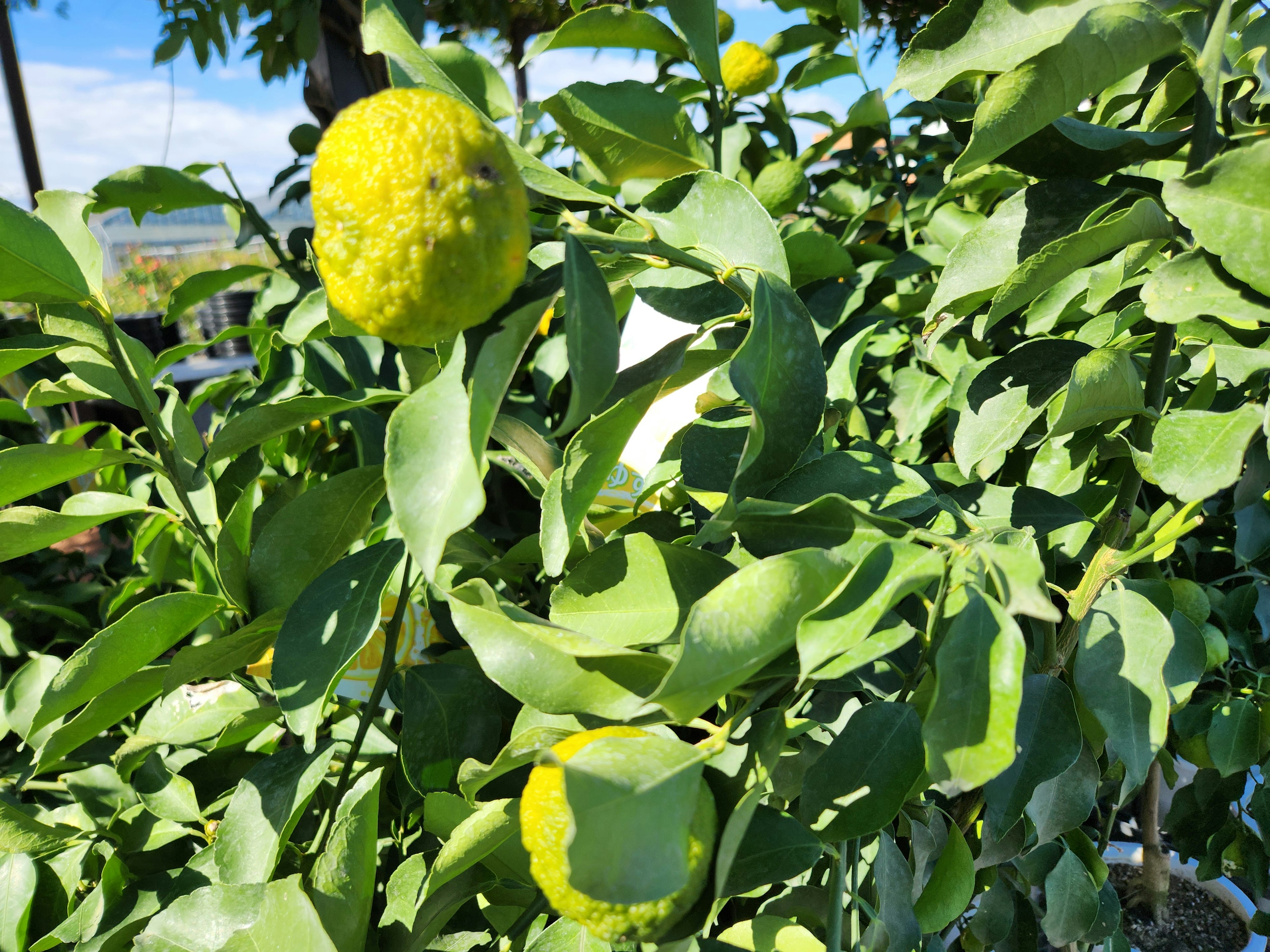 Primo piano di un frutto giallo circondato da foglie verdi